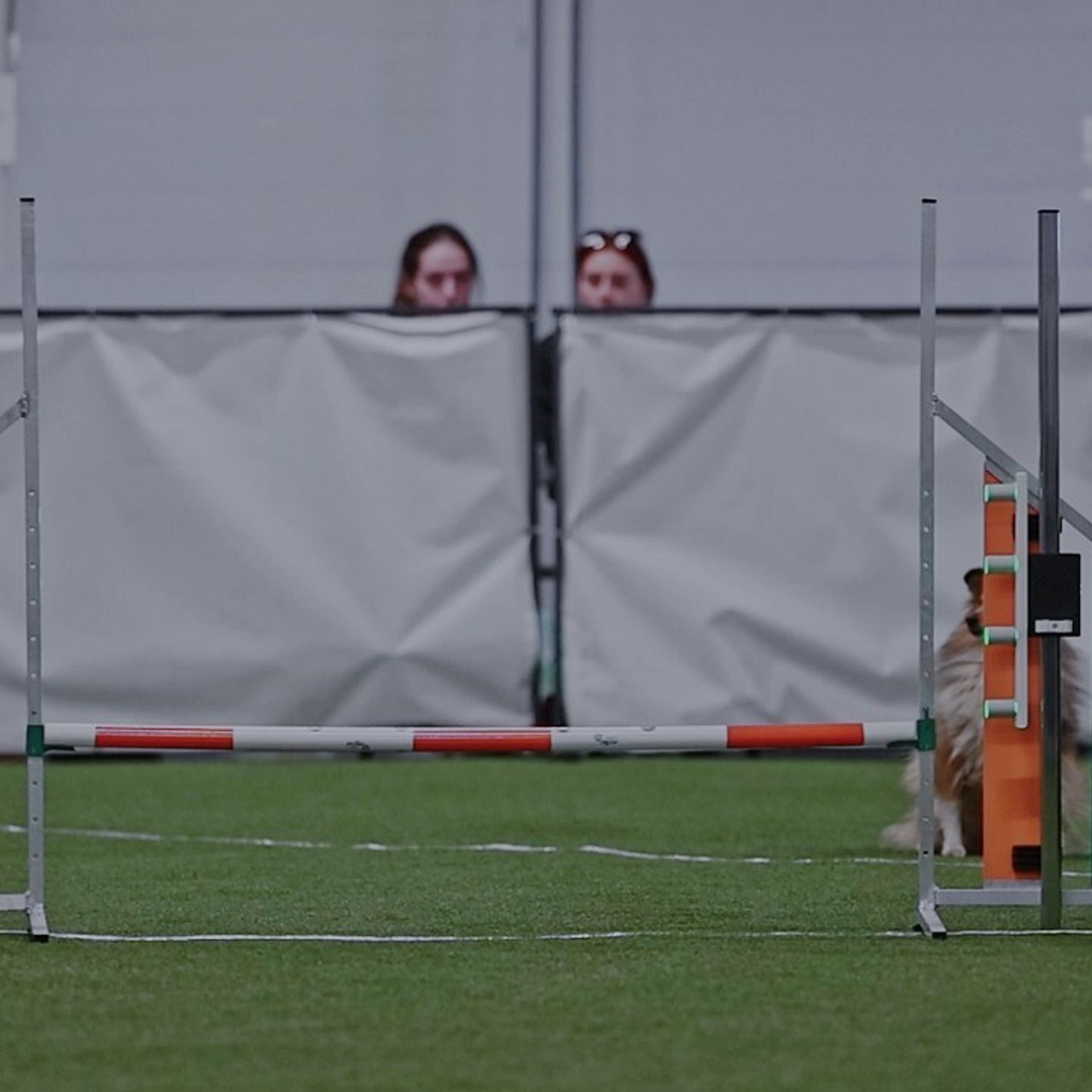 Отзывы. Фотограф-анималист в городе Санкт-Петербург — Сергеева Лилия