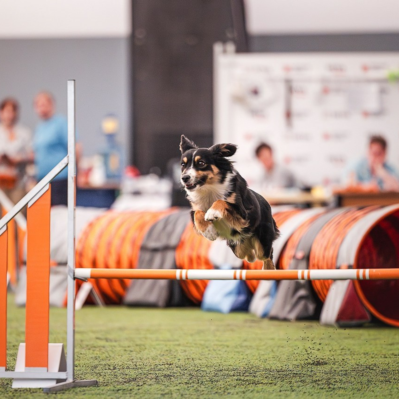 Отзывы. Фотограф-анималист в городе Санкт-Петербург — Сергеева Лилия