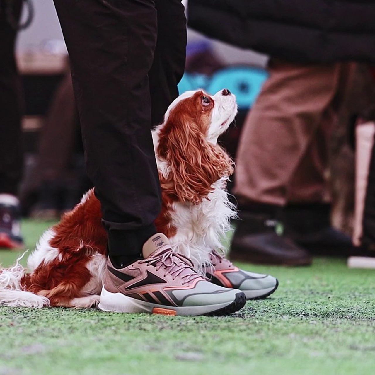 Отзывы. Фотограф-анималист в городе Санкт-Петербург — Сергеева Лилия