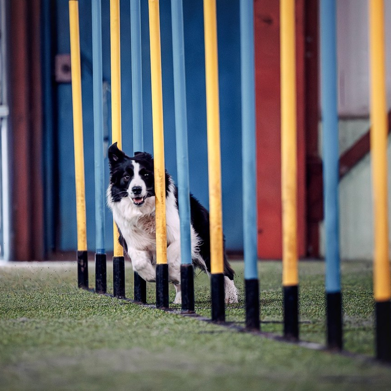 Отзывы. Фотограф-анималист в городе Санкт-Петербург — Сергеева Лилия