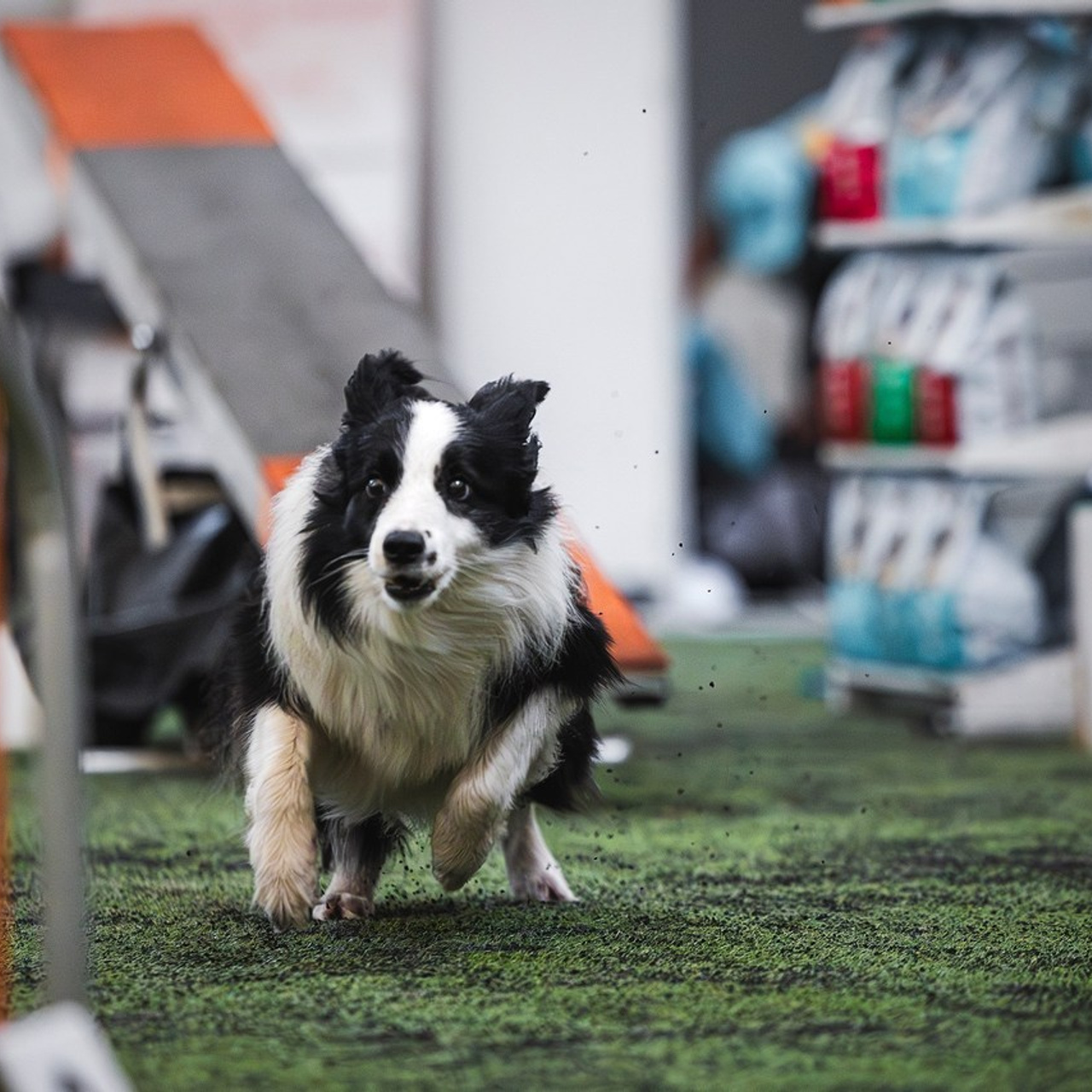 Отзывы. Фотограф-анималист в городе Санкт-Петербург — Сергеева Лилия