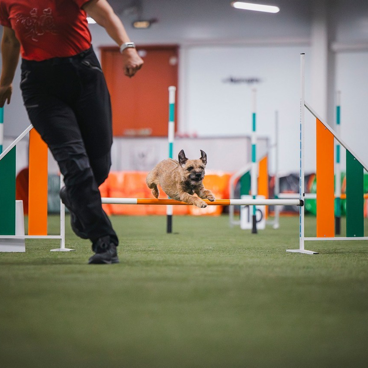 Отзывы. Фотограф-анималист в городе Санкт-Петербург — Сергеева Лилия