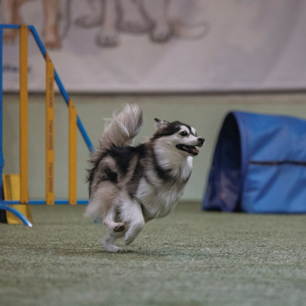 Отзывы. Фотограф-анималист в городе Санкт-Петербург — Сергеева Лилия