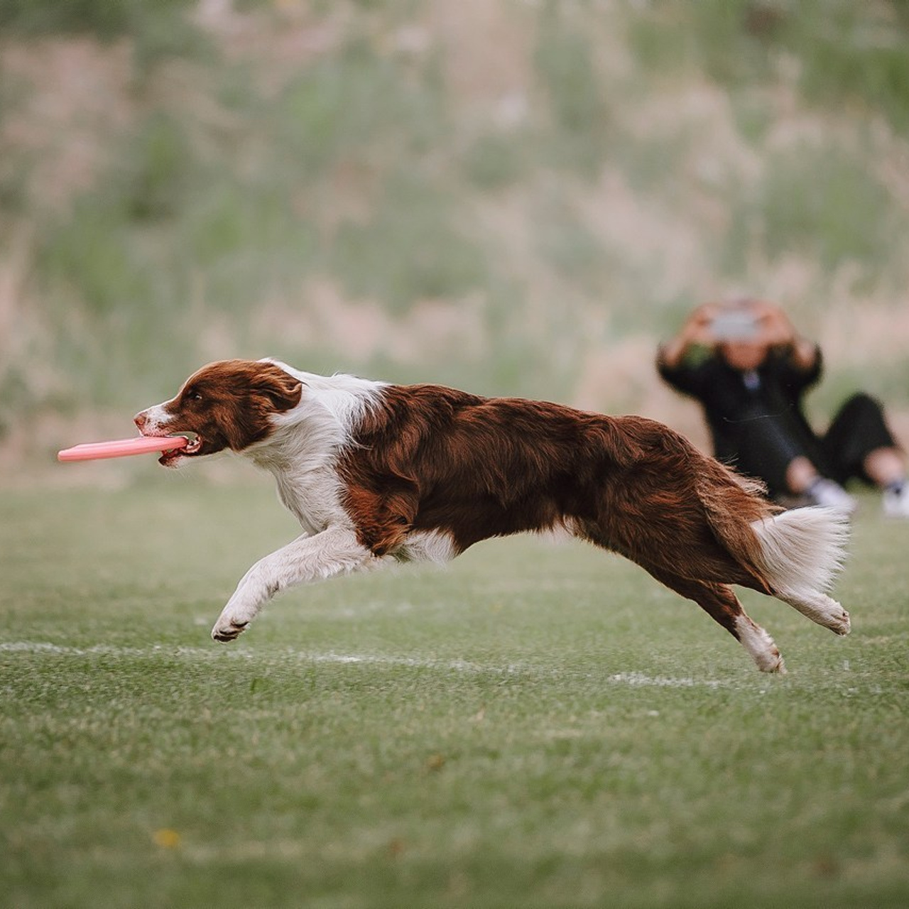 Отзывы. Фотограф-анималист в городе Санкт-Петербург — Сергеева Лилия
