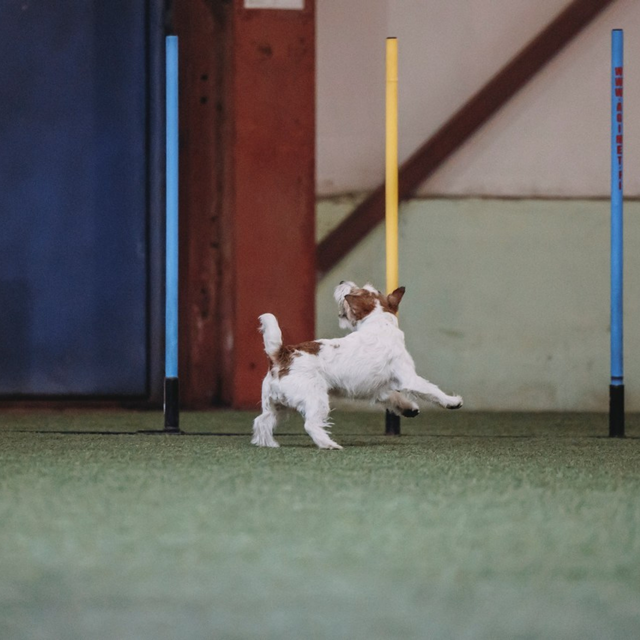 Отзывы. Фотограф-анималист в городе Санкт-Петербург — Сергеева Лилия