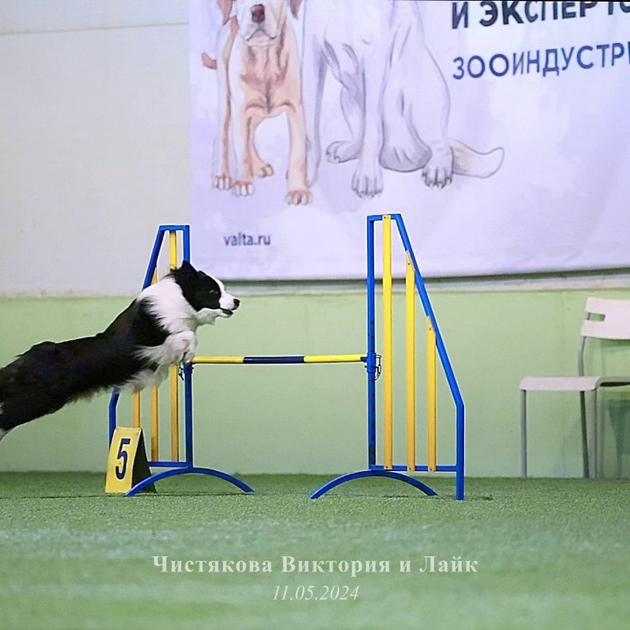 Отзывы. Фотограф-анималист в городе Санкт-Петербург — Сергеева Лилия