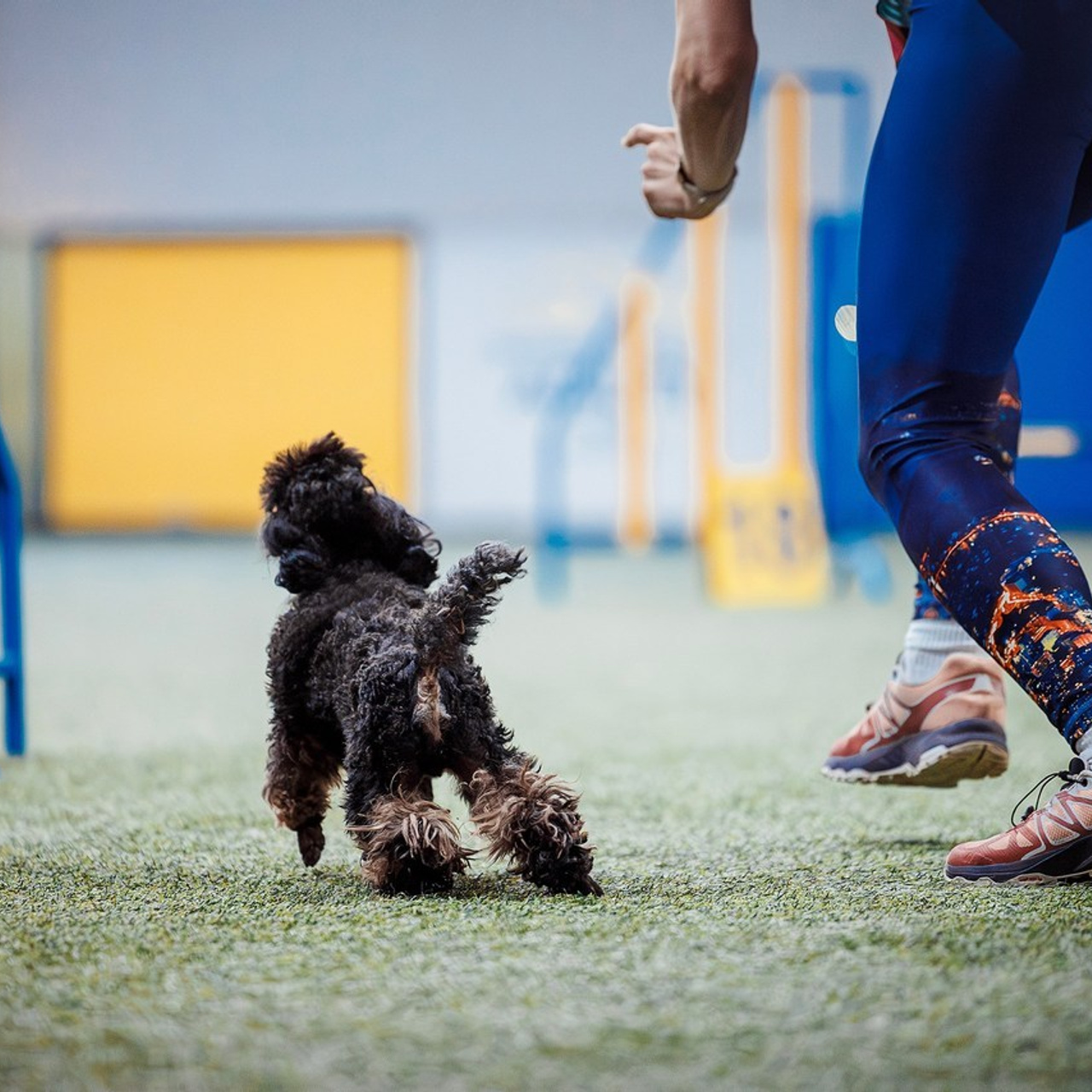 Отзывы. Фотограф-анималист в городе Санкт-Петербург — Сергеева Лилия