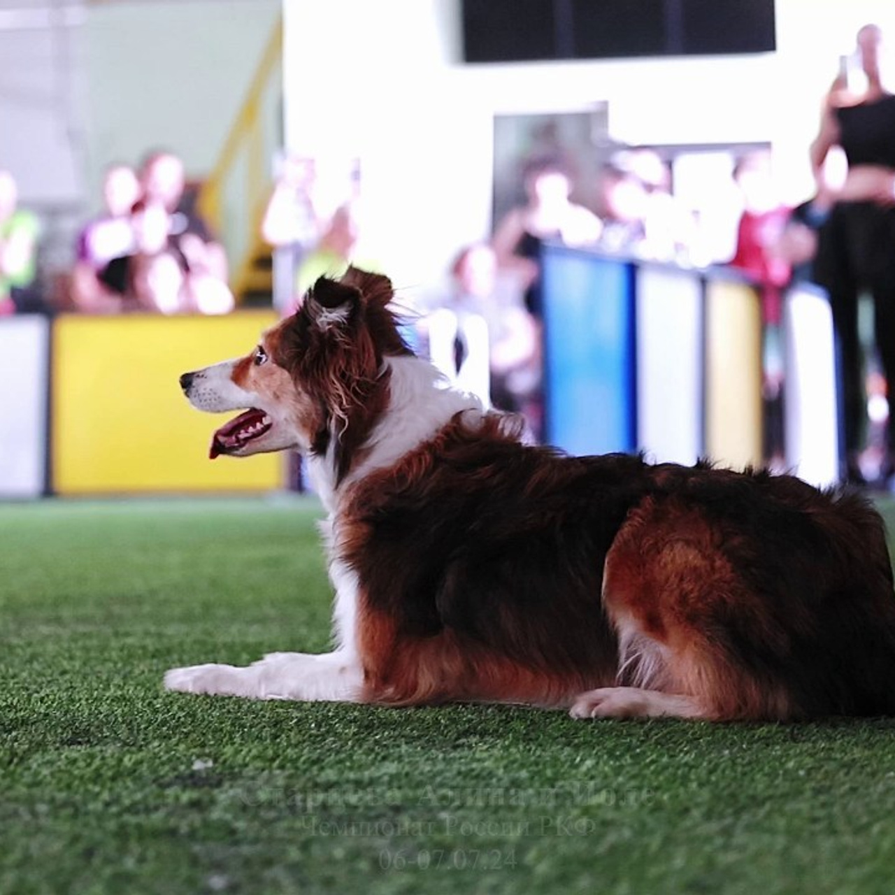 Отзывы. Фотограф-анималист в городе Санкт-Петербург — Сергеева Лилия