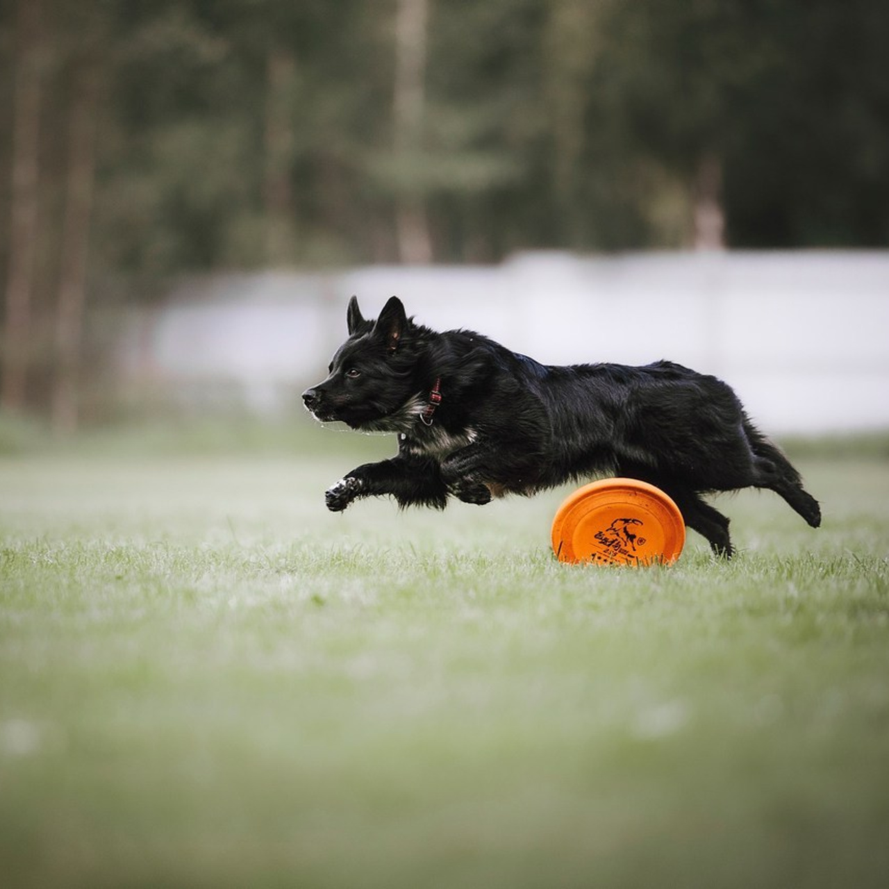 Отзывы. Фотограф-анималист в городе Санкт-Петербург — Сергеева Лилия