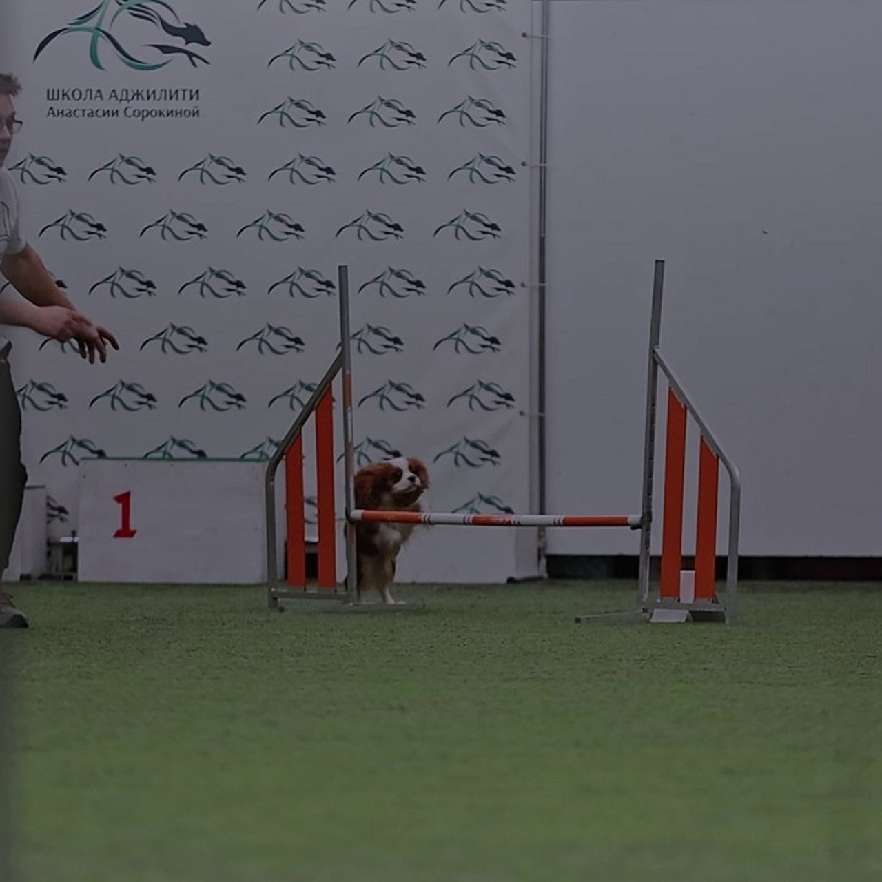 Отзывы. Фотограф-анималист в городе Санкт-Петербург — Сергеева Лилия