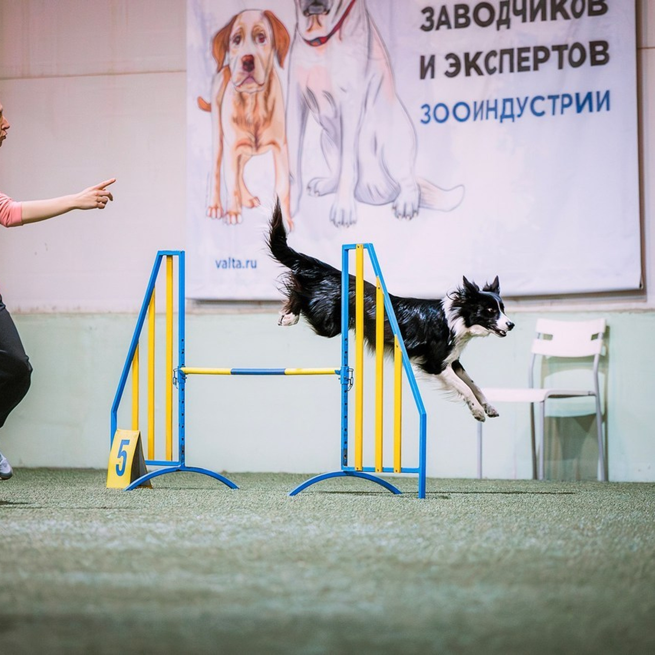 Отзывы. Фотограф-анималист в городе Санкт-Петербург — Сергеева Лилия