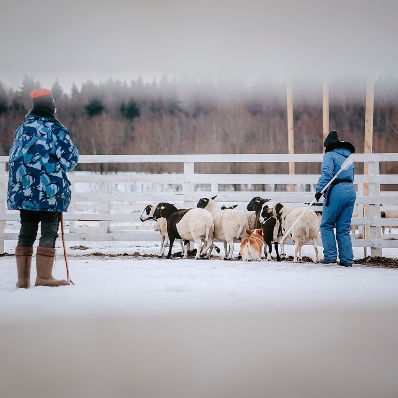 Отзывы. Фотограф-анималист в городе Санкт-Петербург — Сергеева Лилия