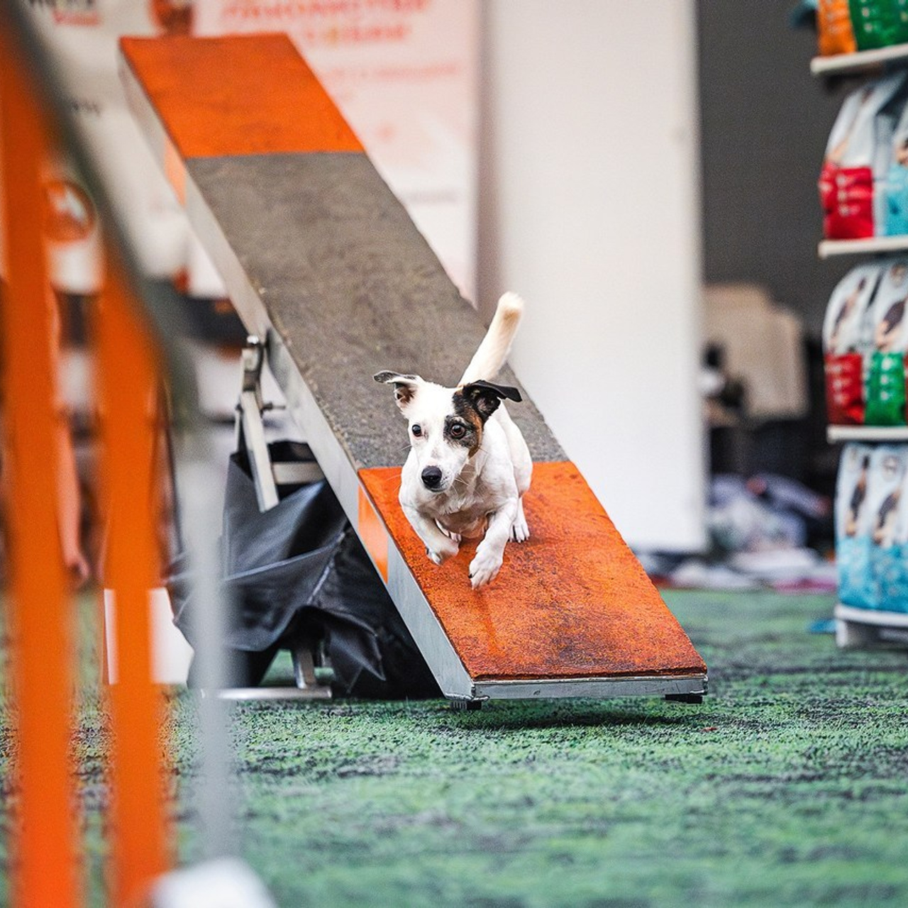 Отзывы. Фотограф-анималист в городе Санкт-Петербург — Сергеева Лилия