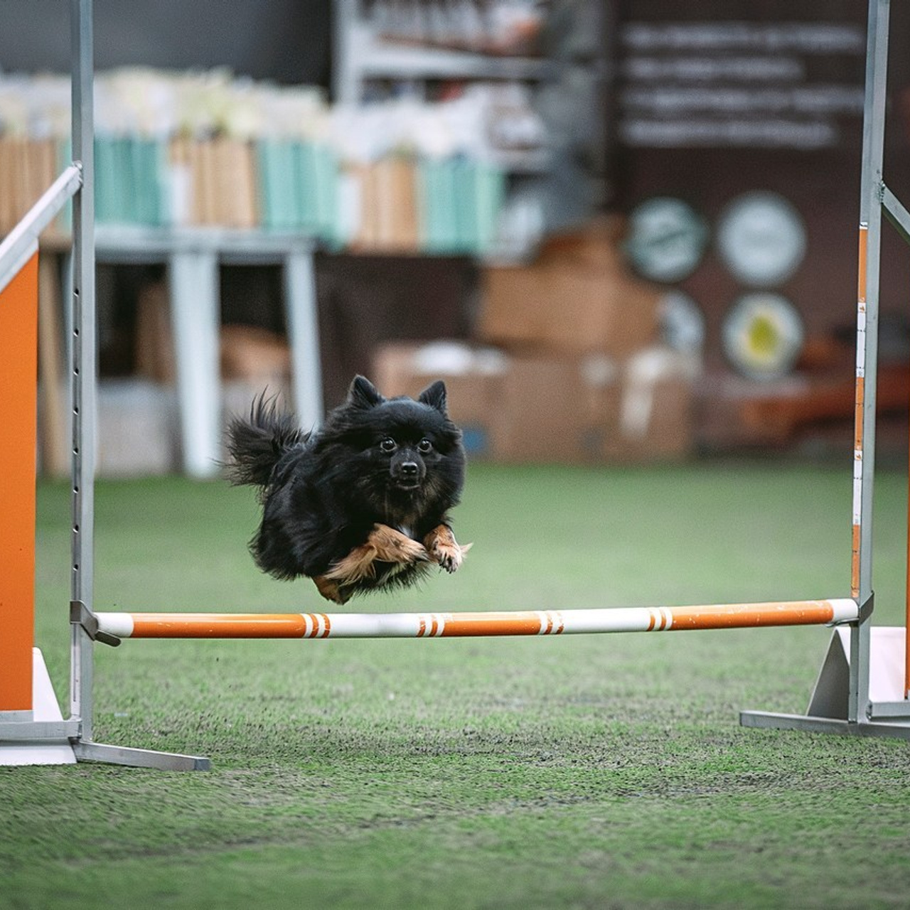 Отзывы. Фотограф-анималист в городе Санкт-Петербург — Сергеева Лилия
