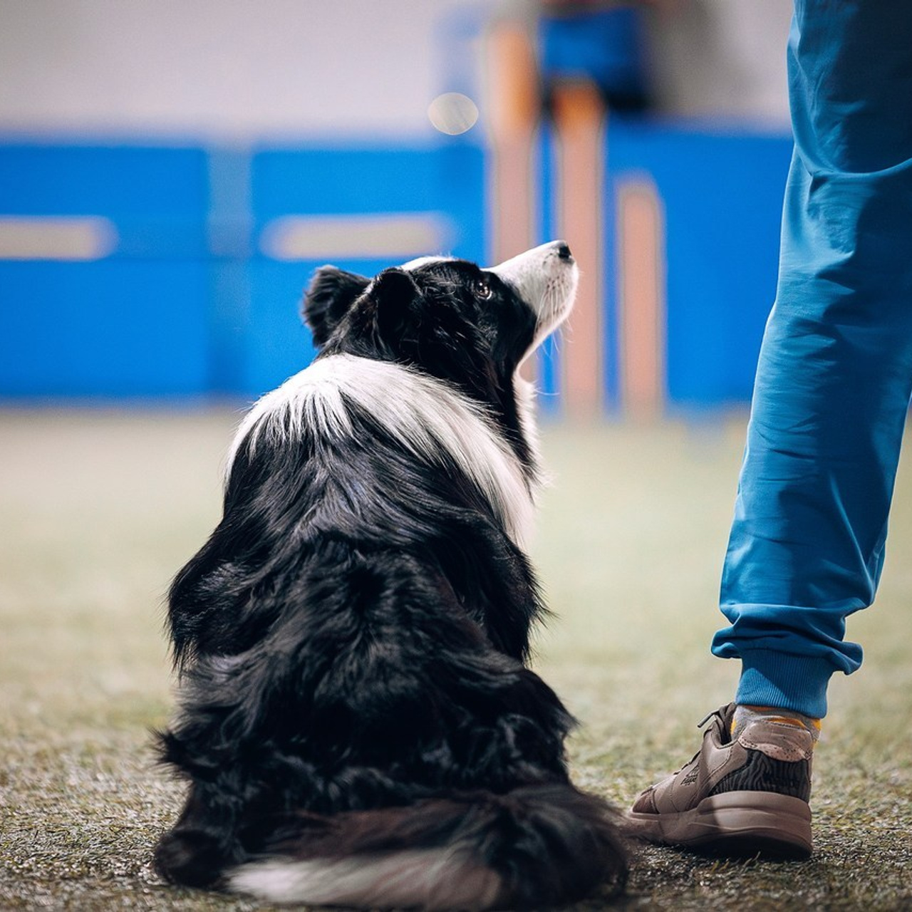 Отзывы. Фотограф-анималист в городе Санкт-Петербург — Сергеева Лилия