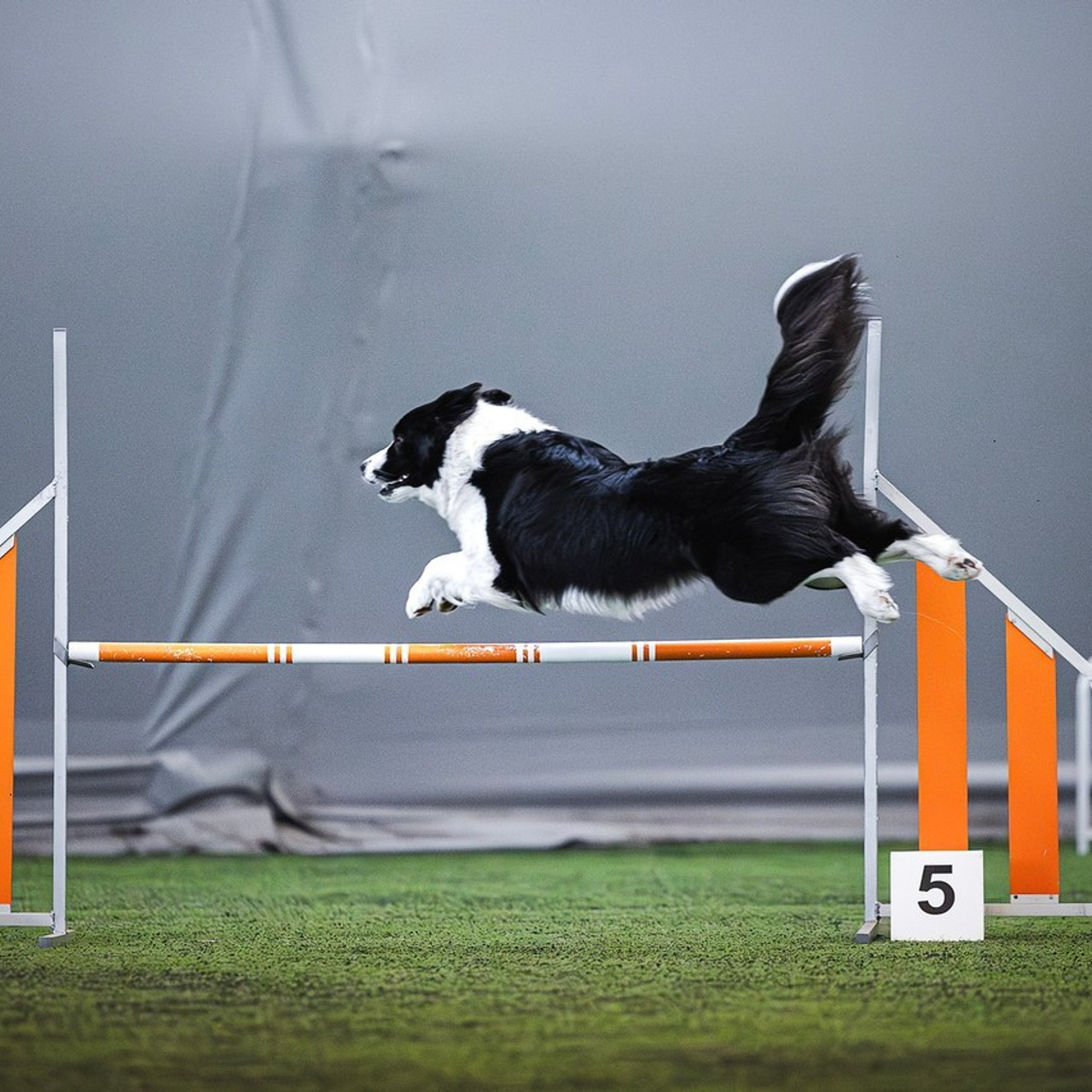 Отзывы. Фотограф-анималист в городе Санкт-Петербург — Сергеева Лилия