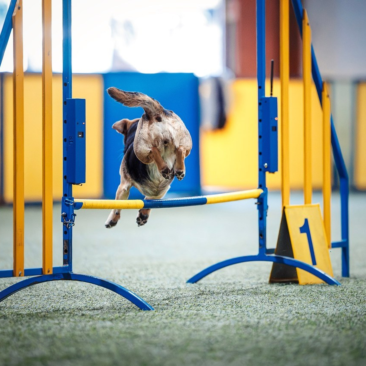 Отзывы. Фотограф-анималист в городе Санкт-Петербург — Сергеева Лилия