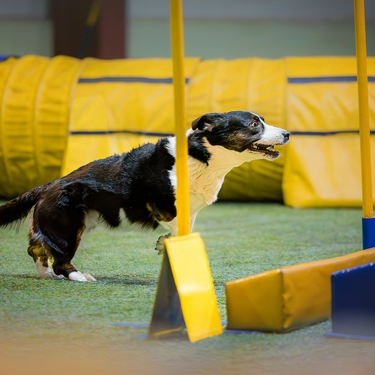 Отзывы. Фотограф-анималист в городе Санкт-Петербург — Сергеева Лилия