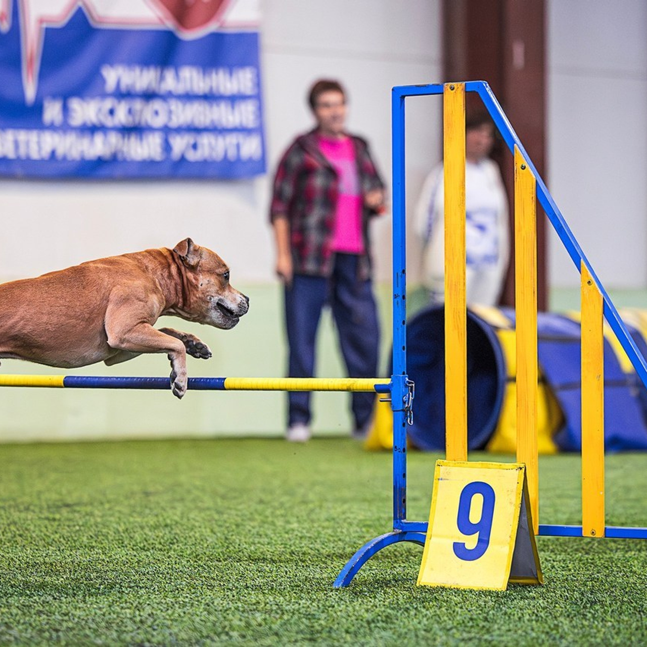 Отзывы. Фотограф-анималист в городе Санкт-Петербург — Сергеева Лилия