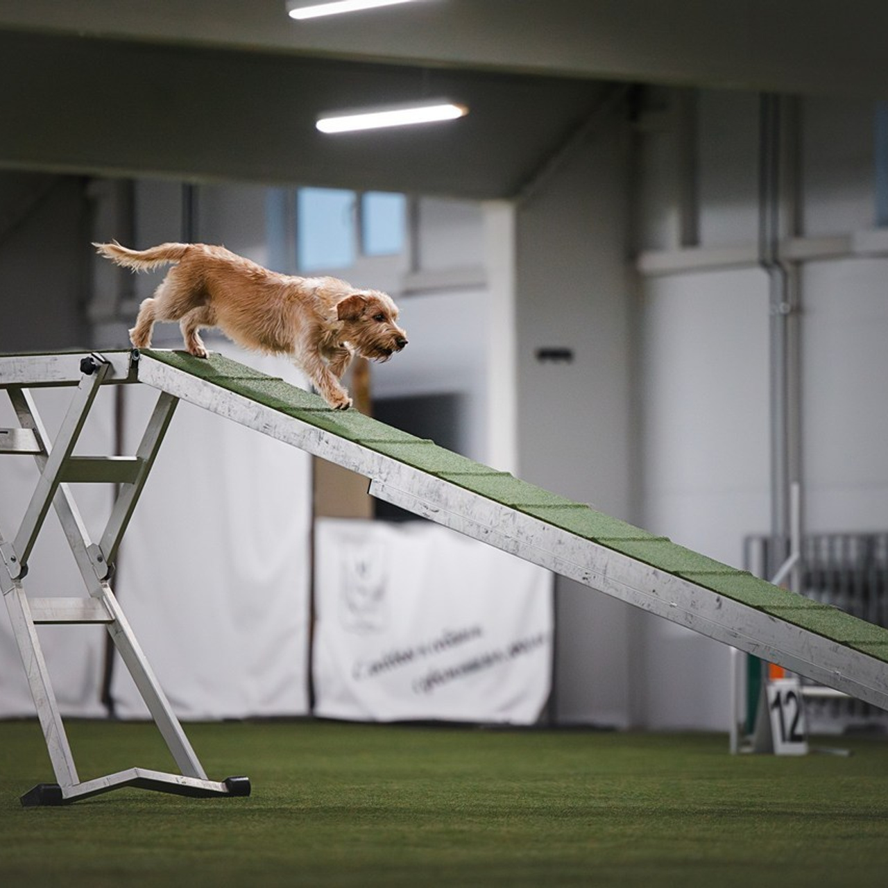 Отзывы. Фотограф-анималист в городе Санкт-Петербург — Сергеева Лилия