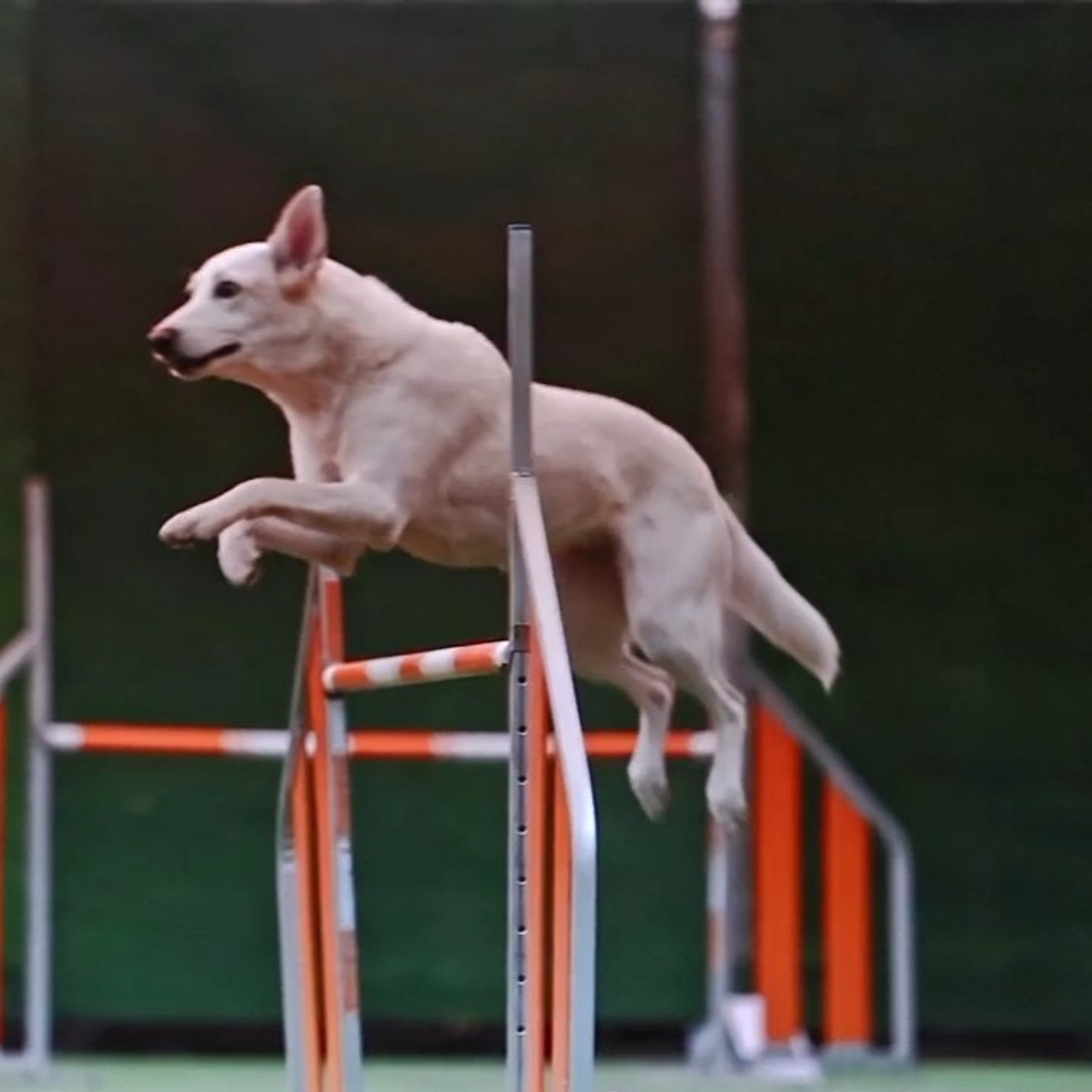 Отзывы. Фотограф-анималист в городе Санкт-Петербург — Сергеева Лилия
