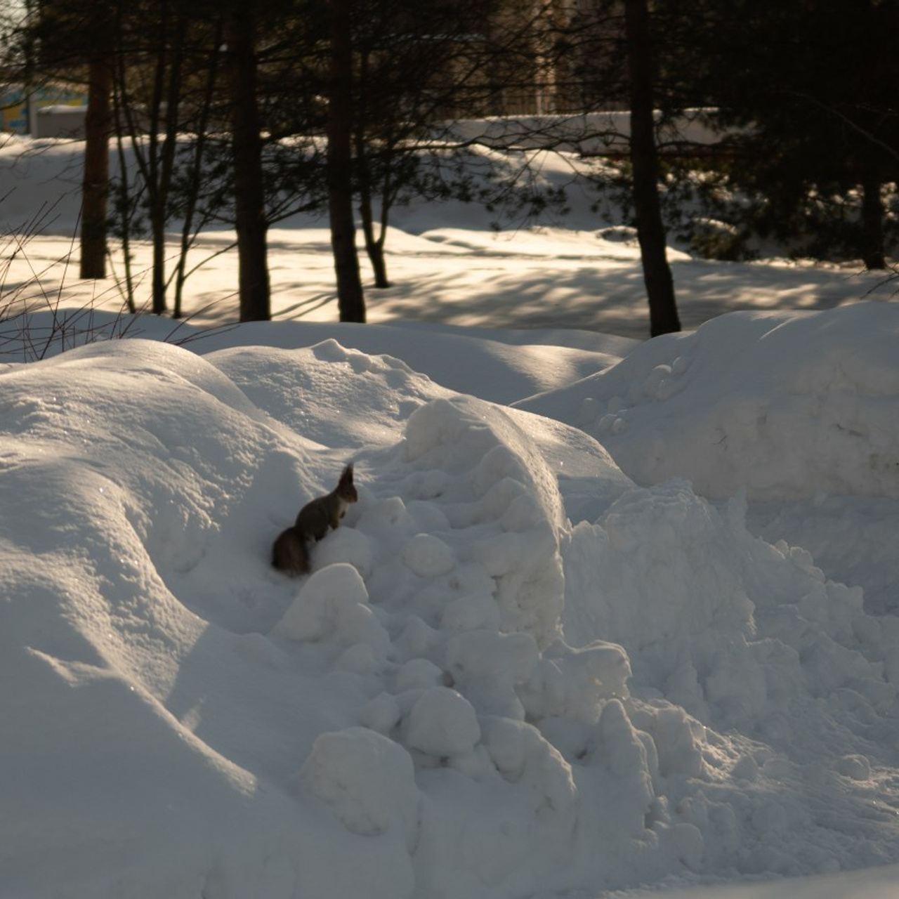 Отзывы. Женский и семейный фотограф в Костроме. Алена Шепот
