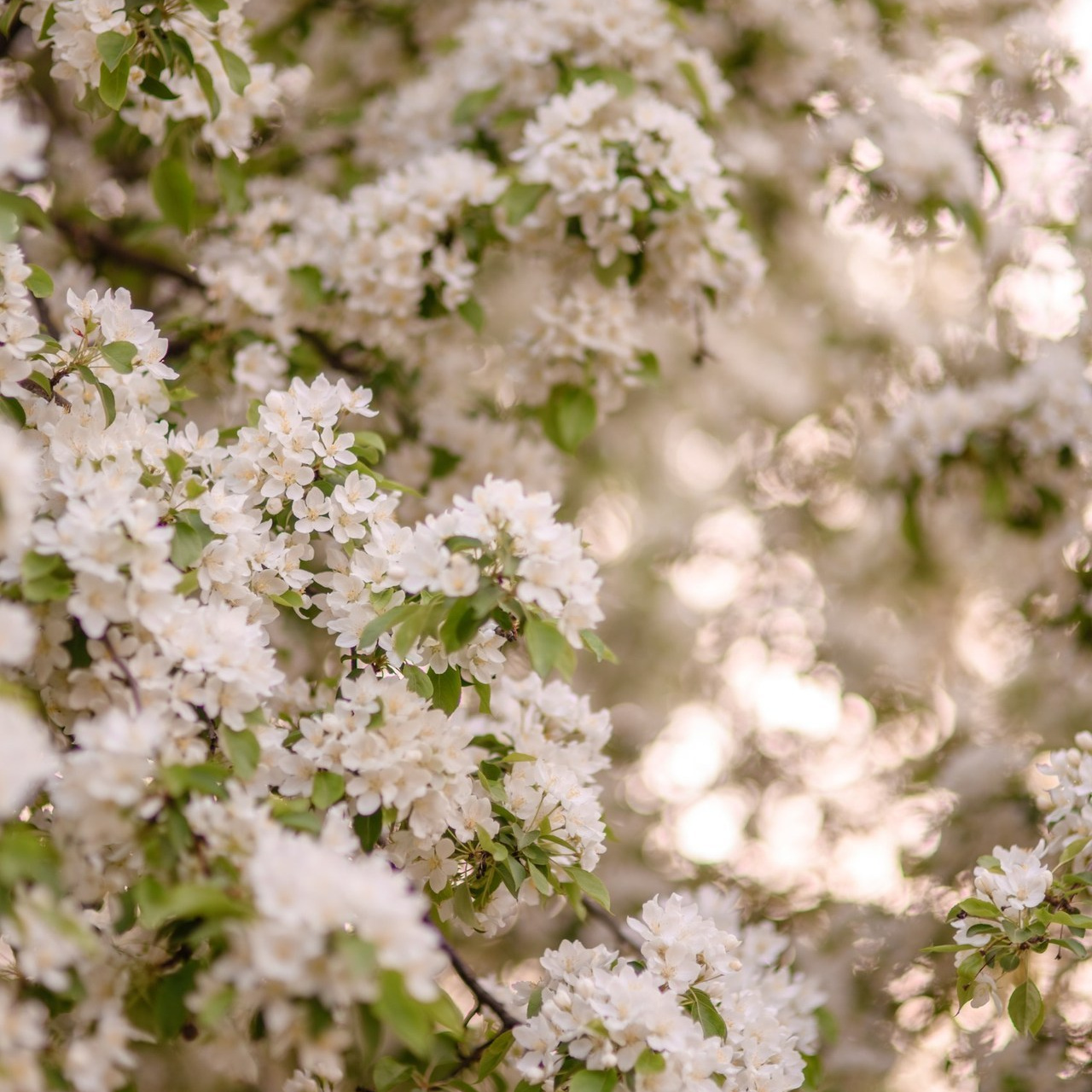 Отзывы. Женский и семейный фотограф в Костроме. Алена Шепот