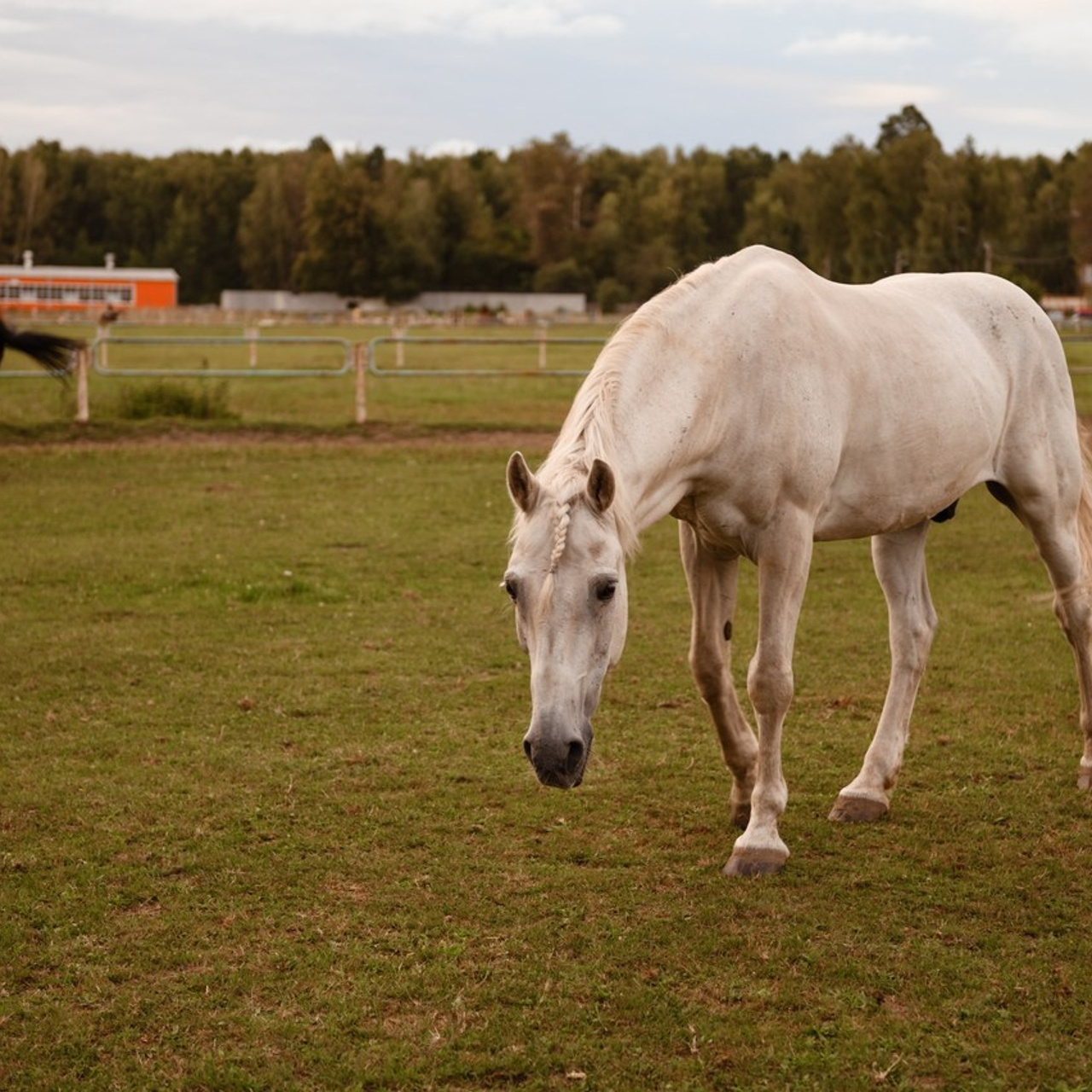 Отзывы. Женский и семейный фотограф в Костроме. Алена Шепот