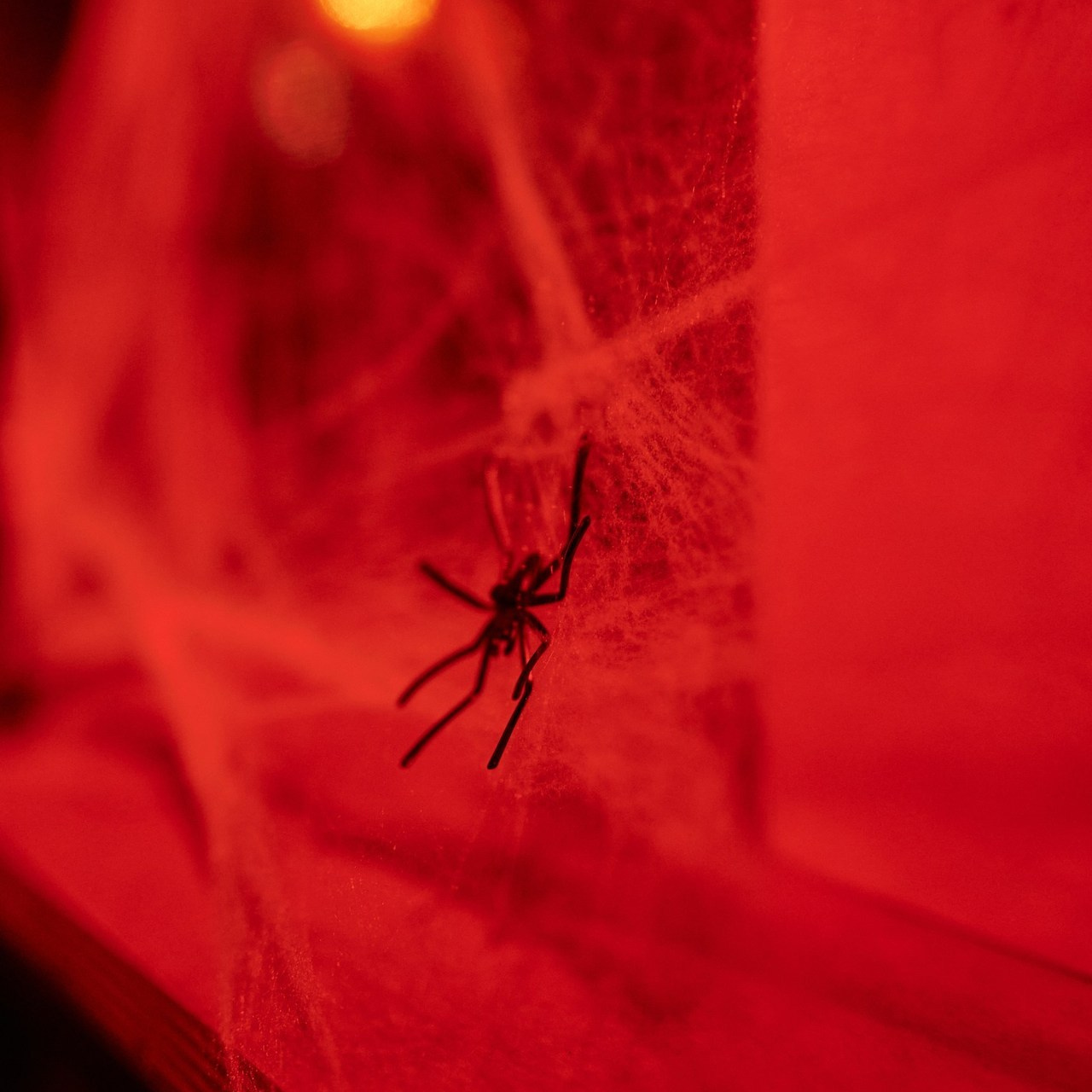 Отзывы. Фотограф Аделия Сосновская