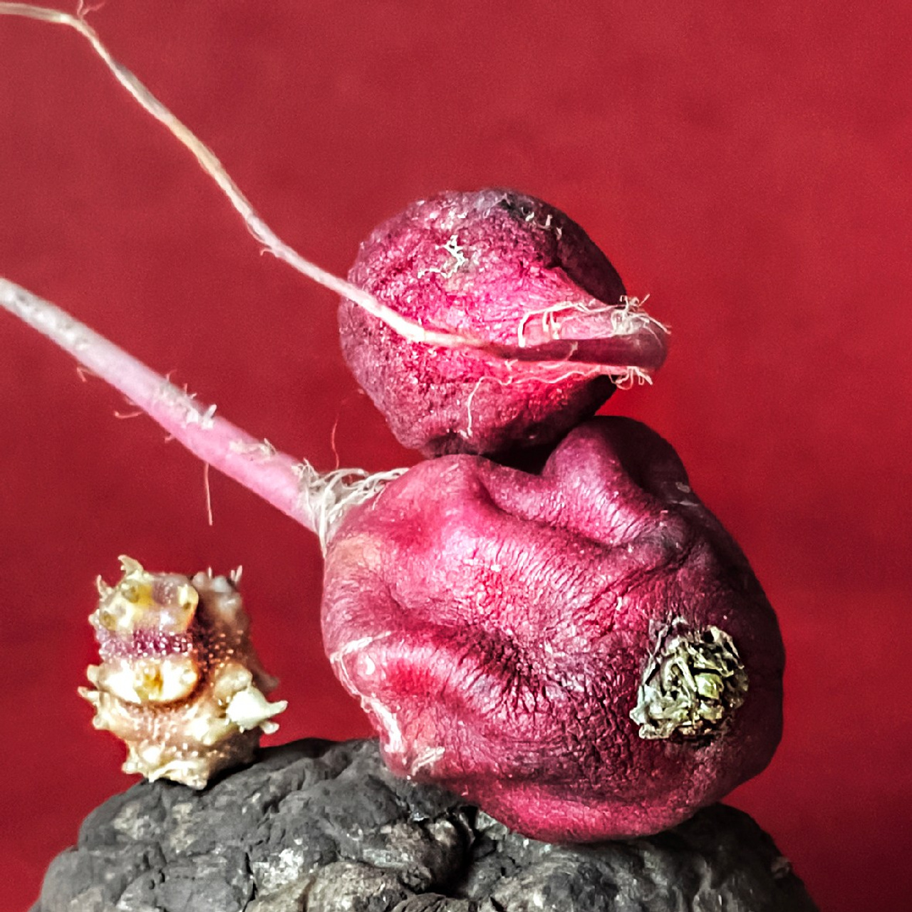 Спасибо за покупку. Elena Anosova is an award-winning visual artist