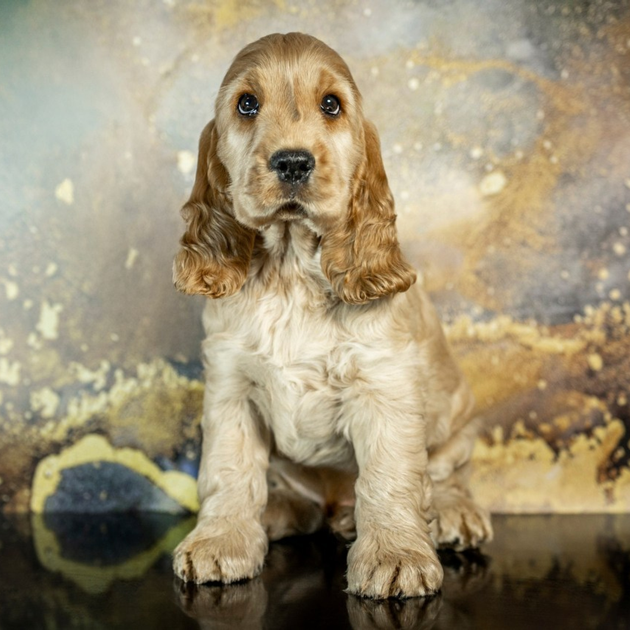 Отзывы. Фотограф анималист в Санкт-Петербурге Таша Крейв