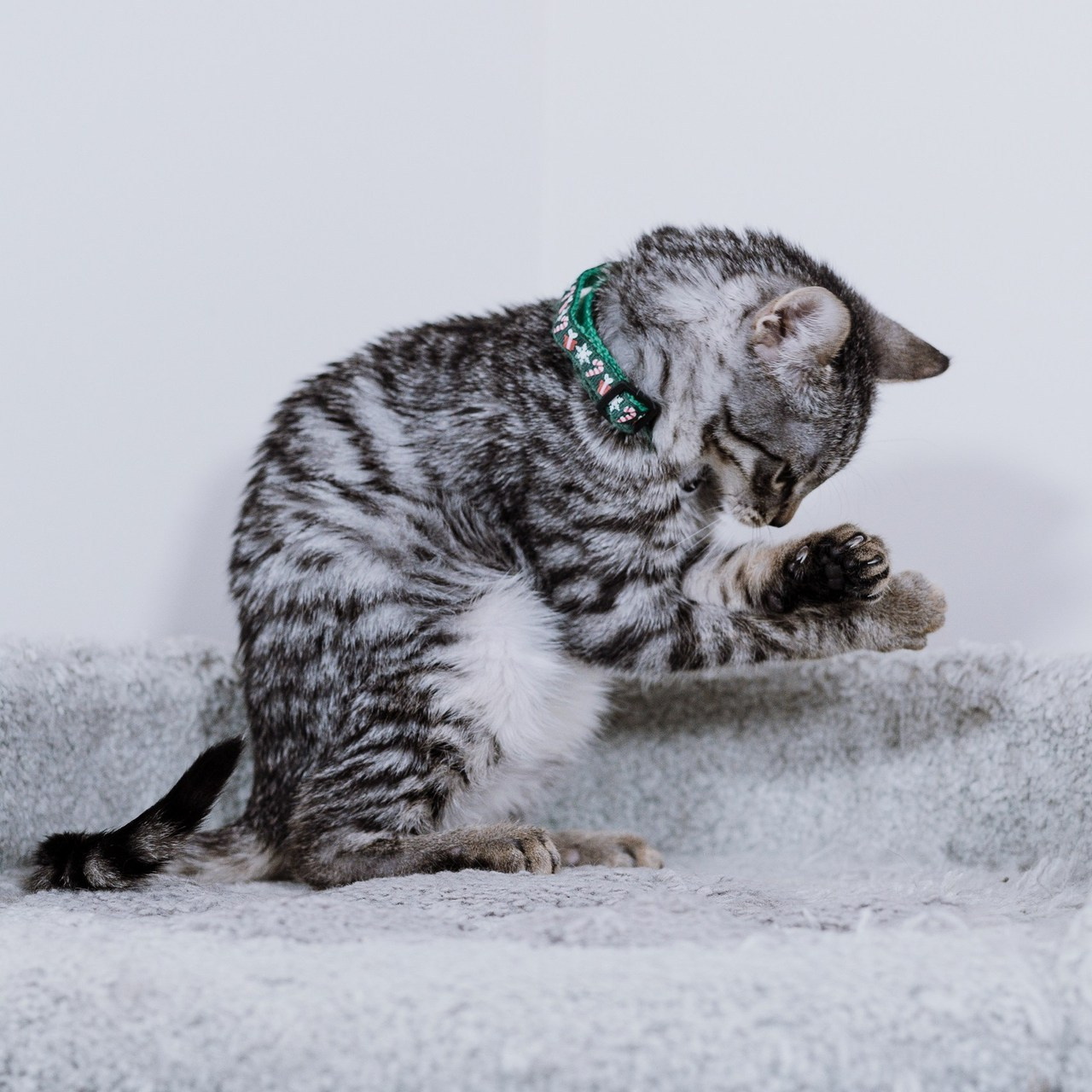 Отзывы. Фотограф анималист в Санкт-Петербурге Таша Крейв