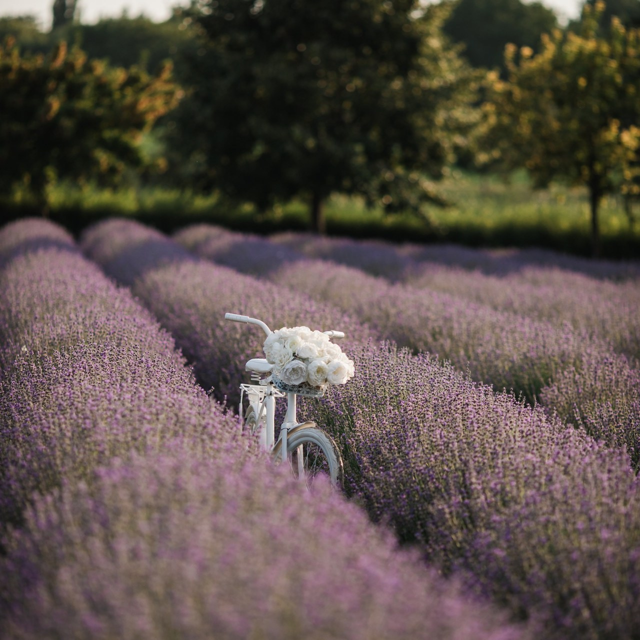 Отзывы. Семейный фотограф Елена Клименко (Sunlight)