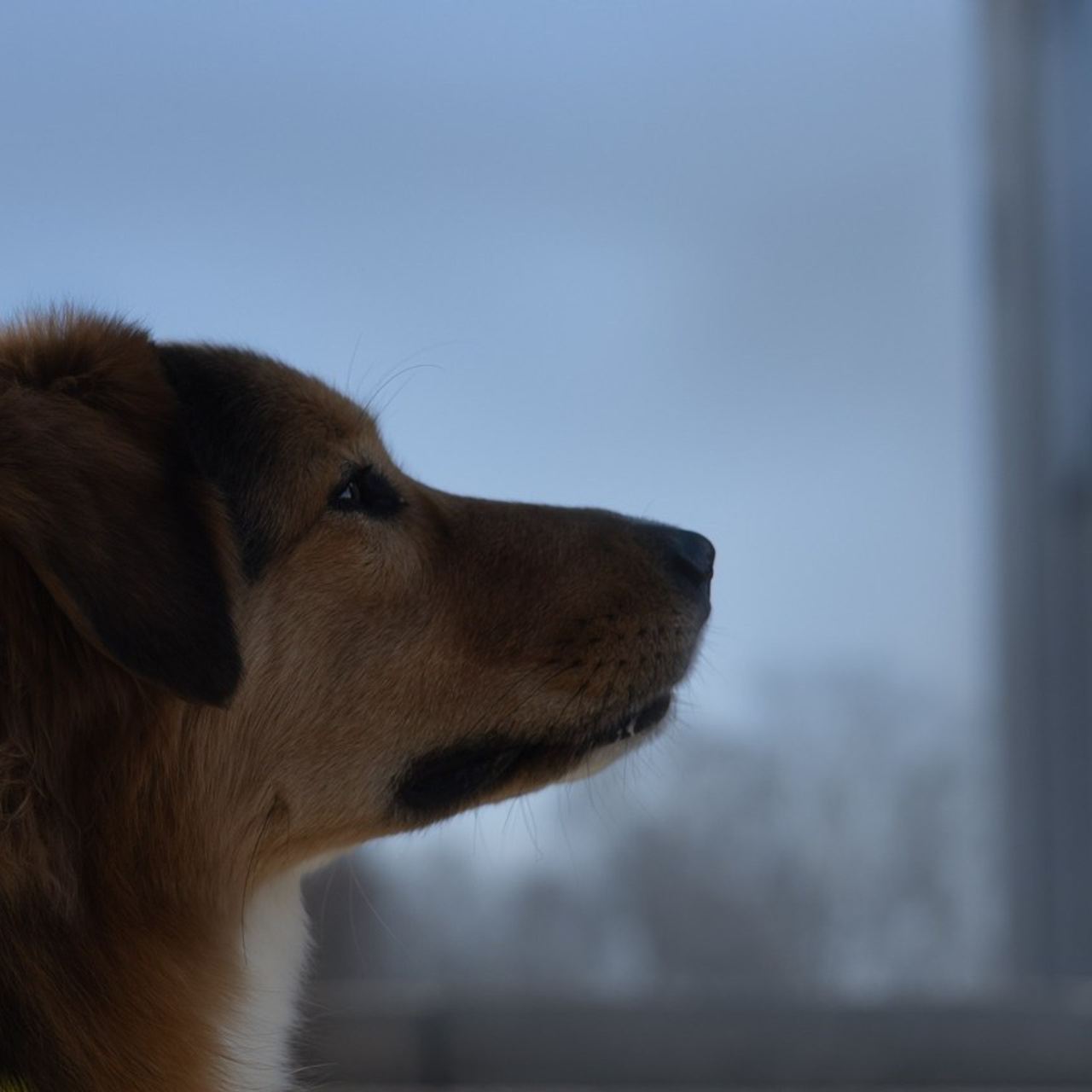 Отзывы. Фотограф животных Евгения Верцинская