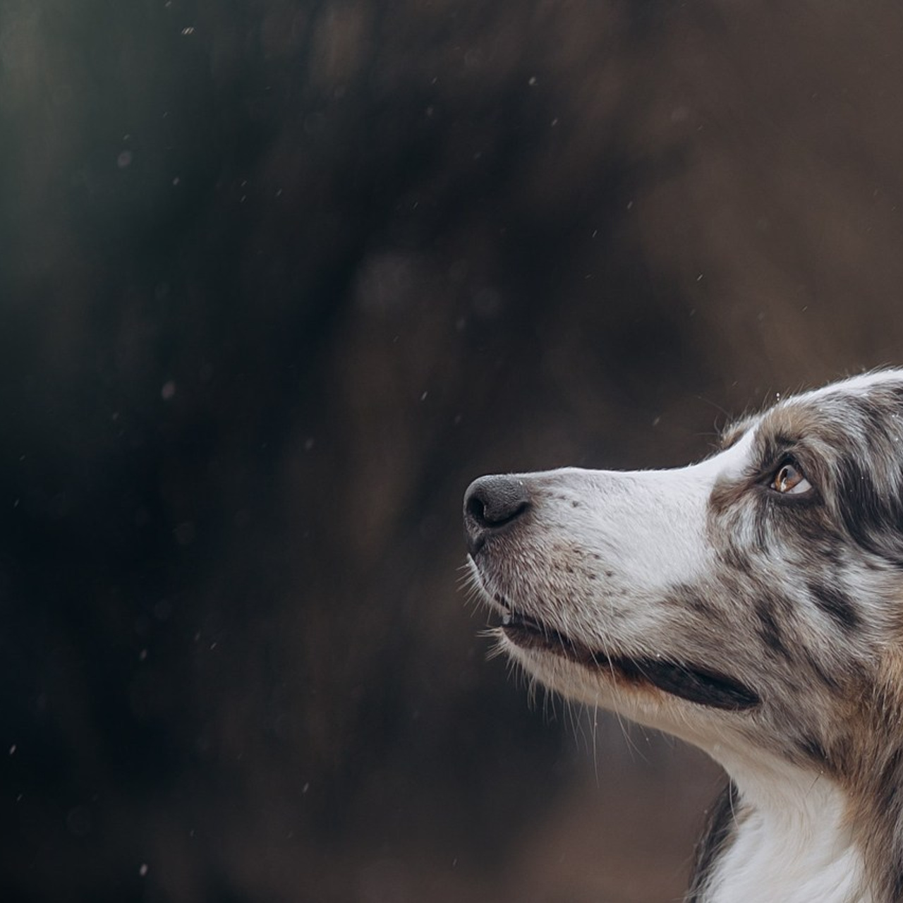 Отзывы. Фотограф животных Евгения Верцинская