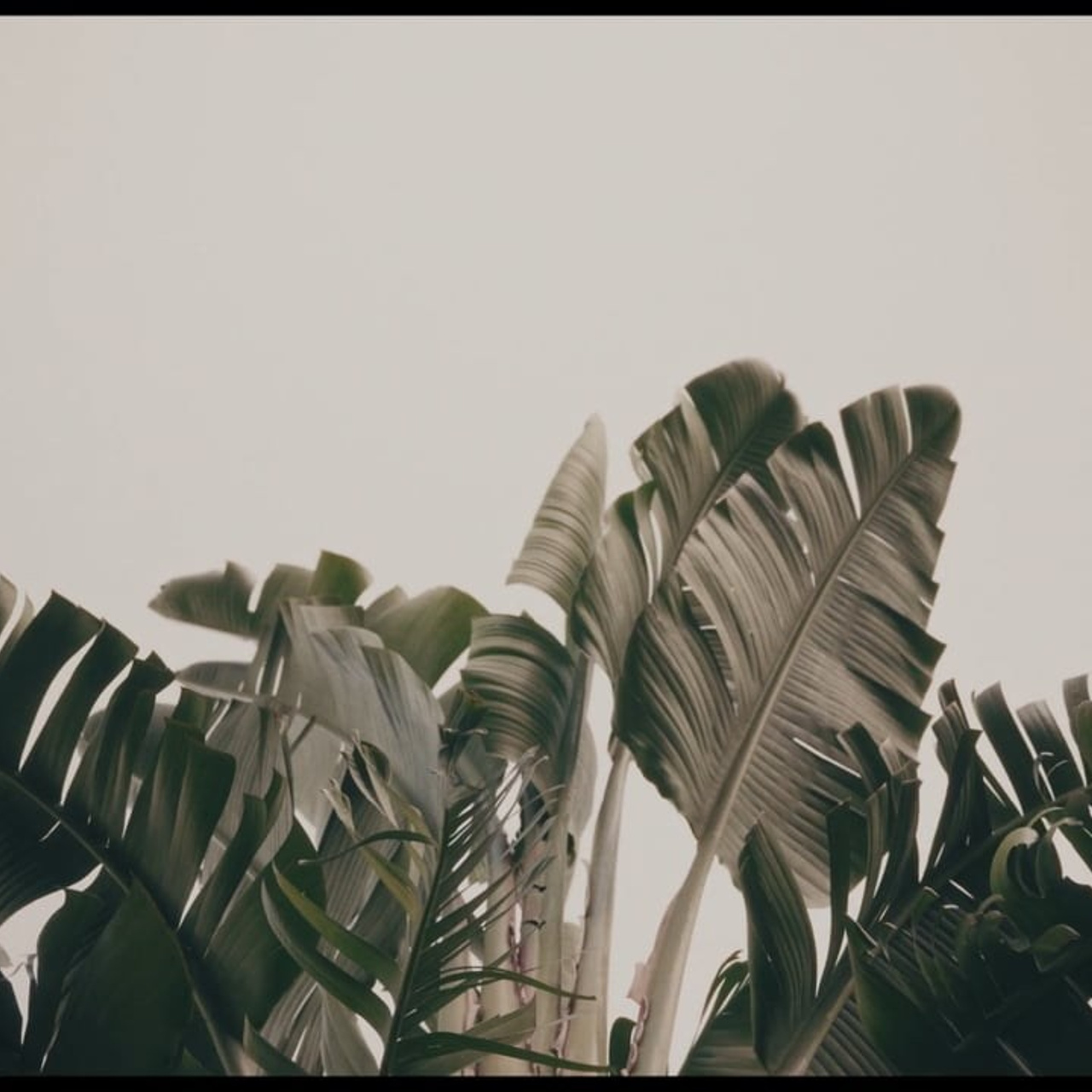 Свадебный видеограф в Москве Александр Саламатин