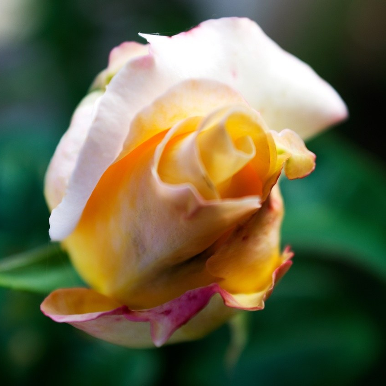 Дары Природы