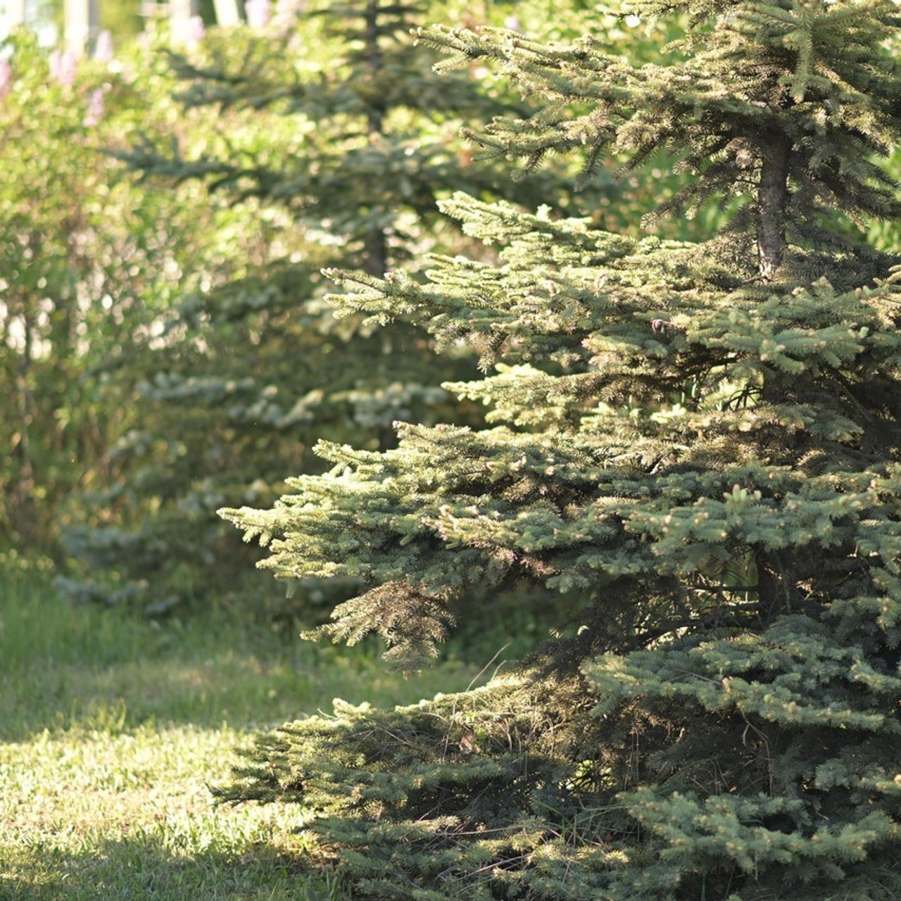 Отзывы. Свадебный фотограф Белгород Валуйки Старый Оскол Воронеж