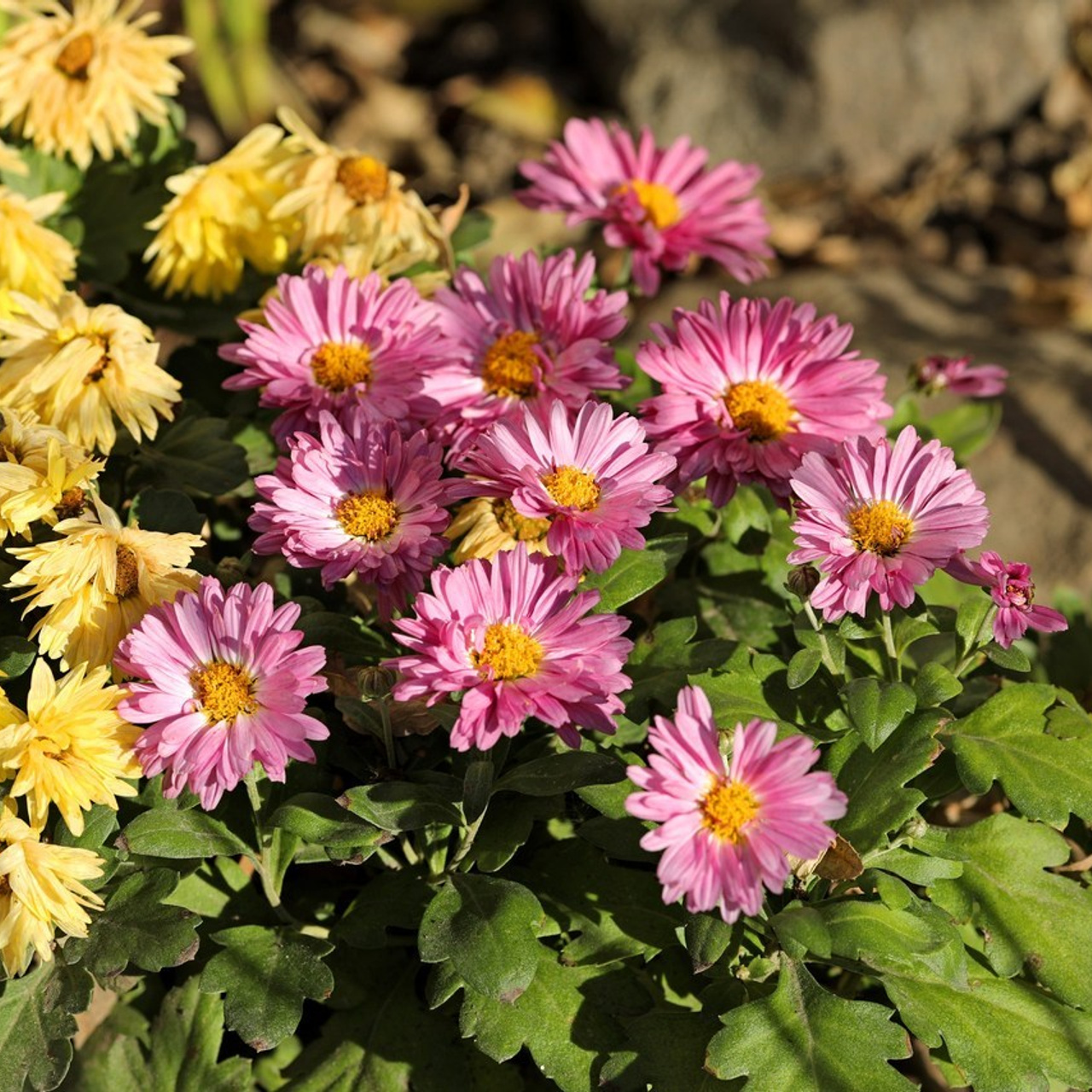 Отзывы. Фото-художник и Репортажный фотограф Николаев Александр Алексеевич
