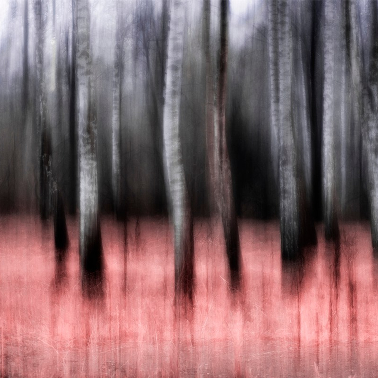 Walks in the Forest