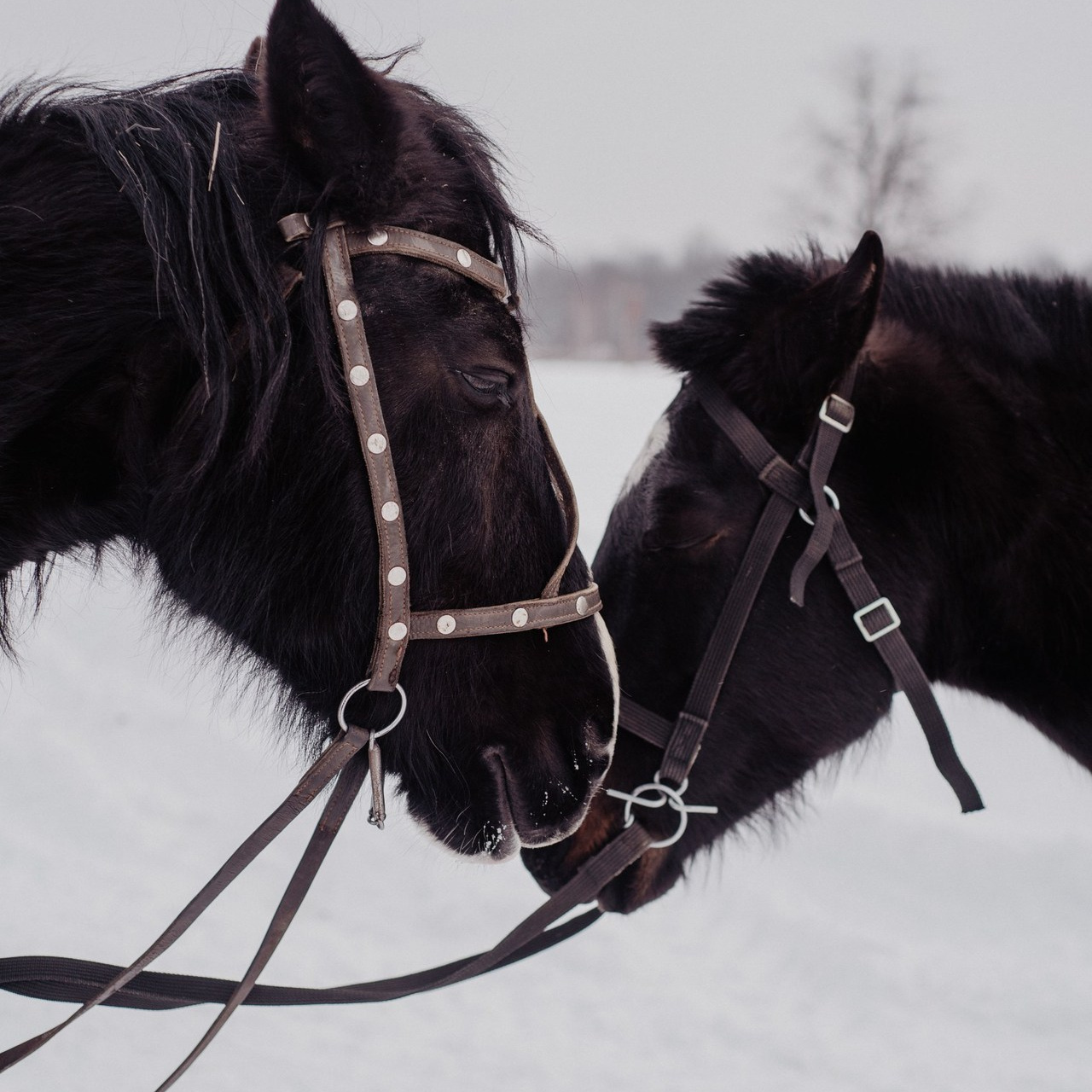 Отзывы. Семейный и свадебный фотограф в г. Уфа Динара
