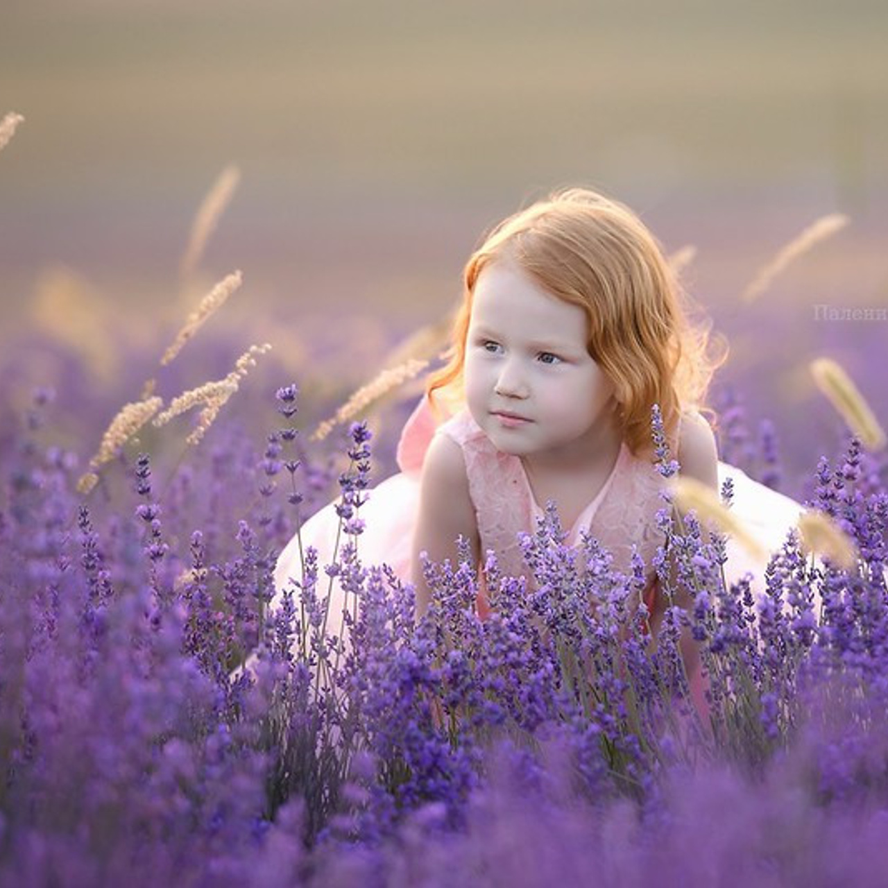  фотосессия в лаванде, детский фотограф