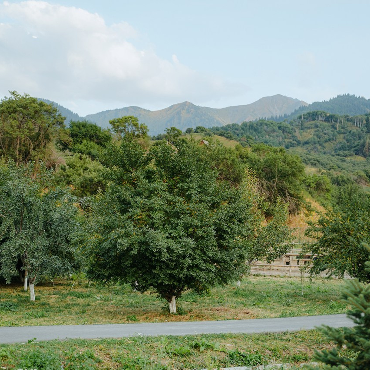 Отзывы. Свадебный фотограф в Алматы — Алексей Коньков