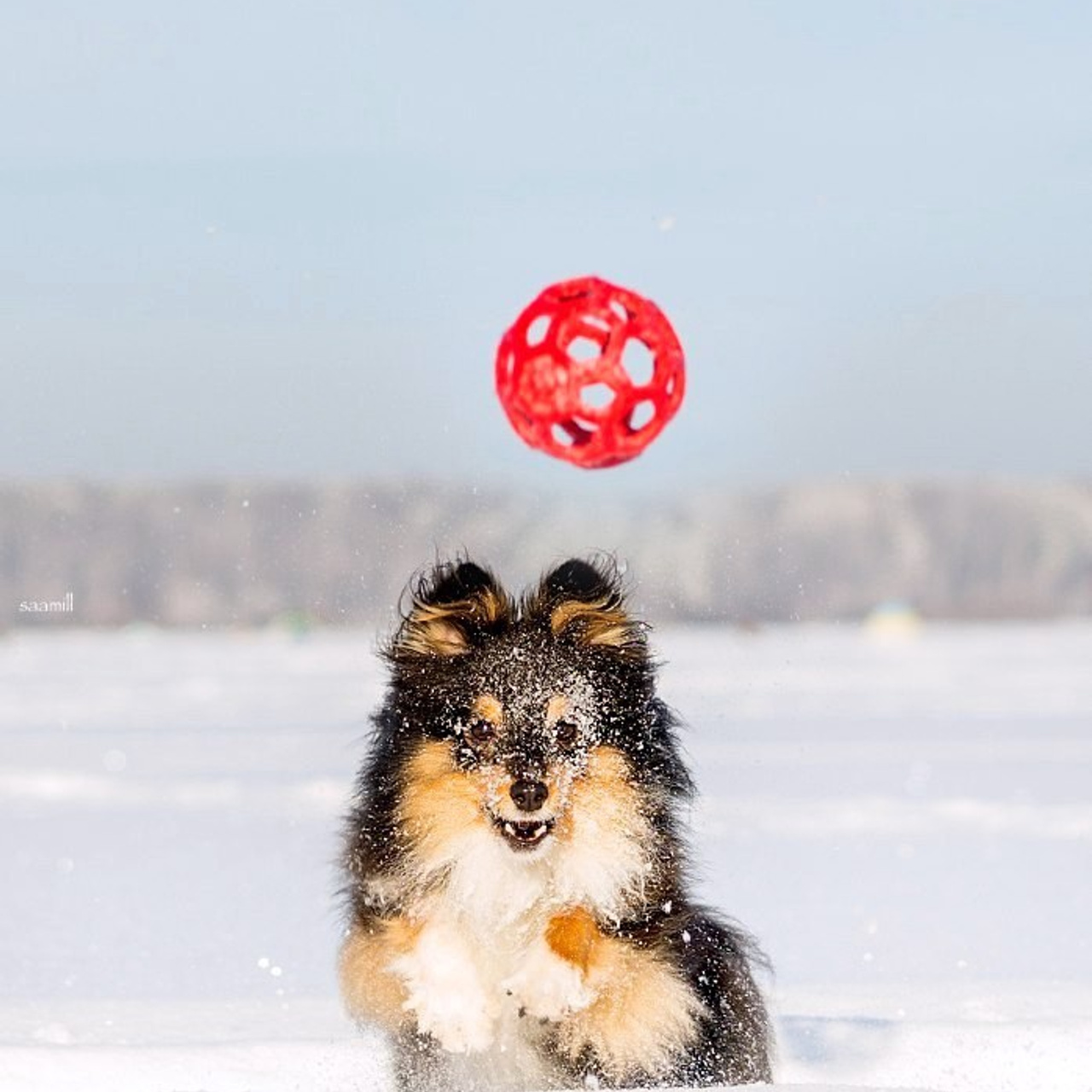 Отзывы. Saamill