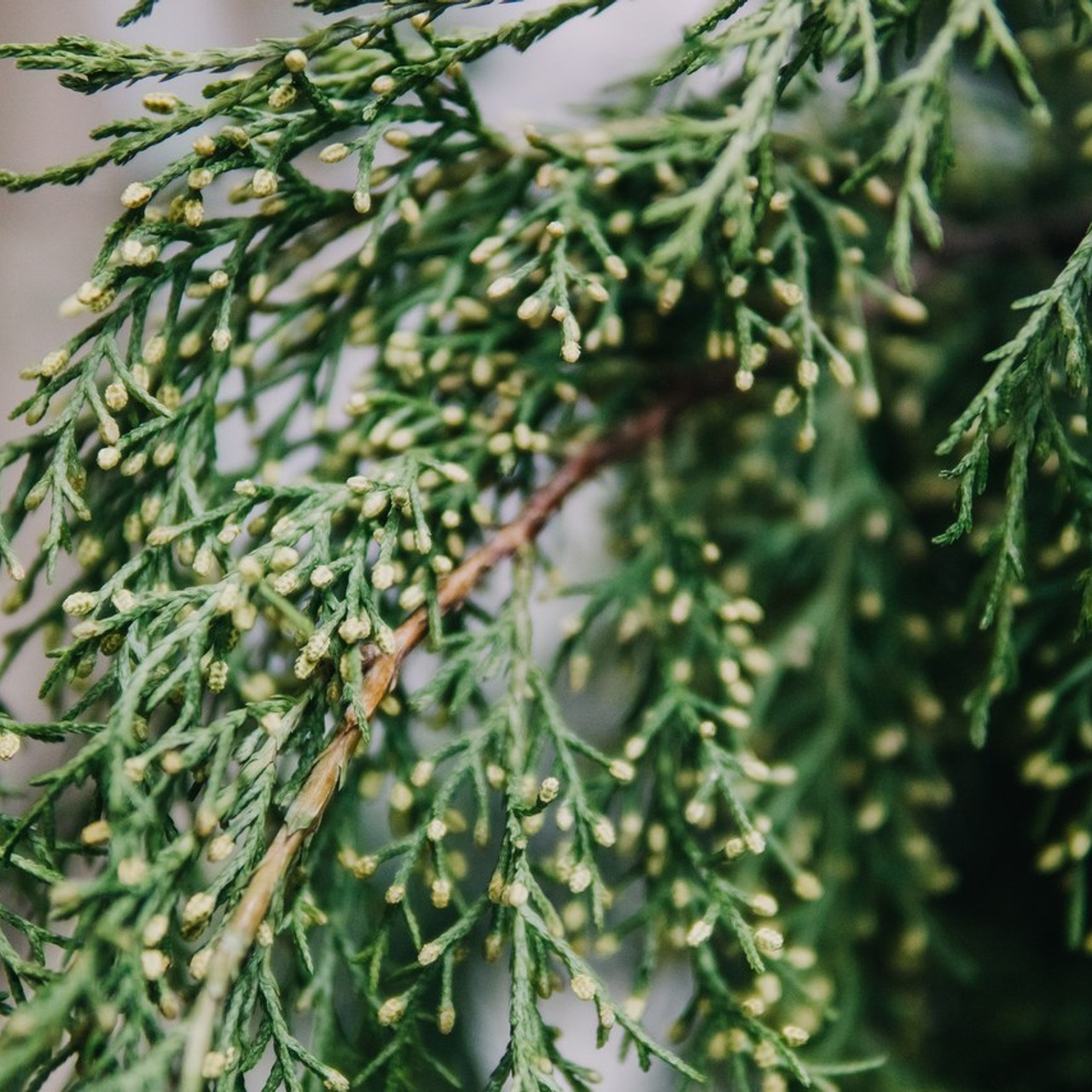 Отзывы. Saamill