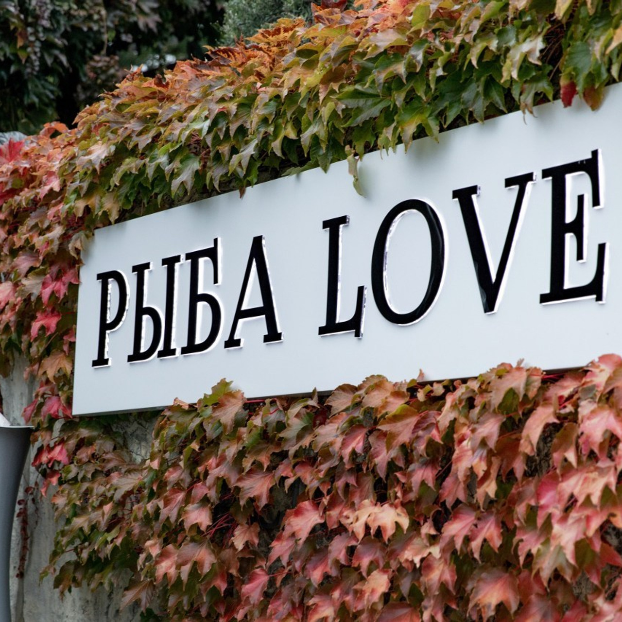 Отзывы. СВАДЕБНЫЙ ФОТОГРАФ В КРЫМУ И СЕВАСТОПОЛЕ