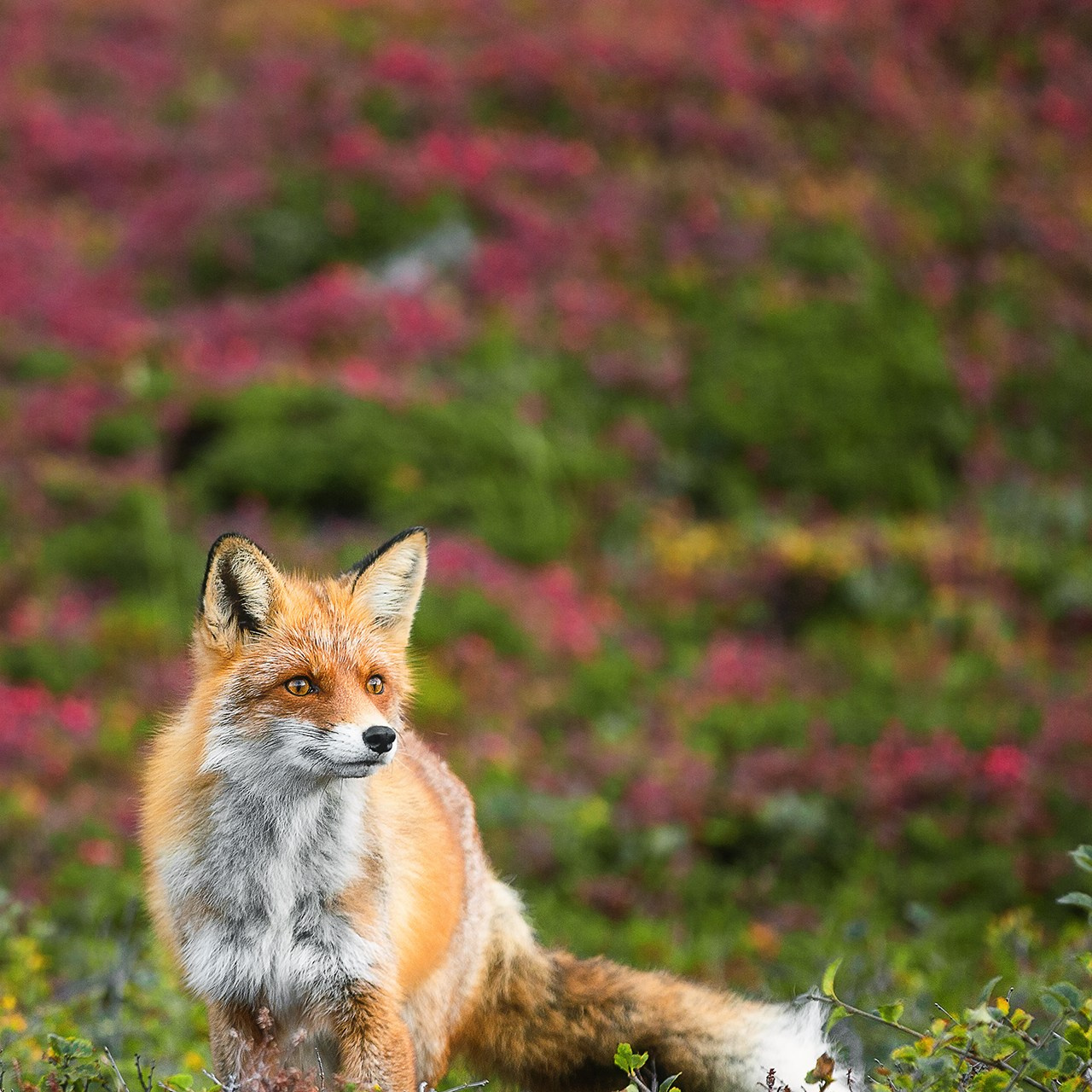 РЫБАЧИЙ 2025. Фототуры и обучение пейзажной фотографии