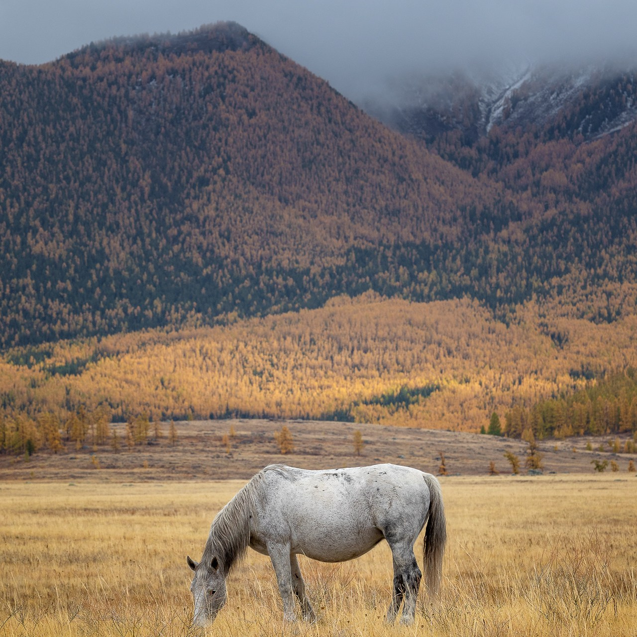 АЛТАЙ 2026. Фототуры и обучение пейзажной фотографии