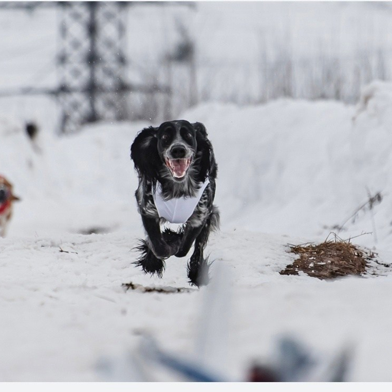 Отзывы на фотосессии съёмки. Фотограф Макс Огурцов в Нижнем Новгороде