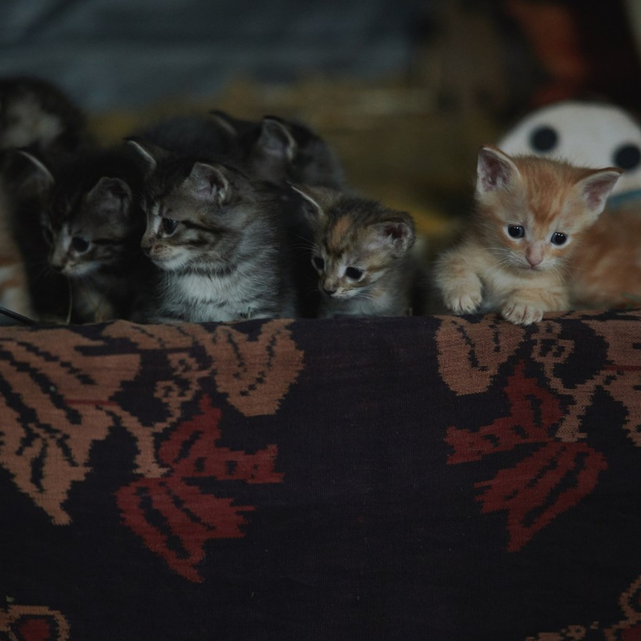 Отзывы о фотоработах. Контент, Портрет, Репортаж в Санкт-Петербурге. Логунов Александр